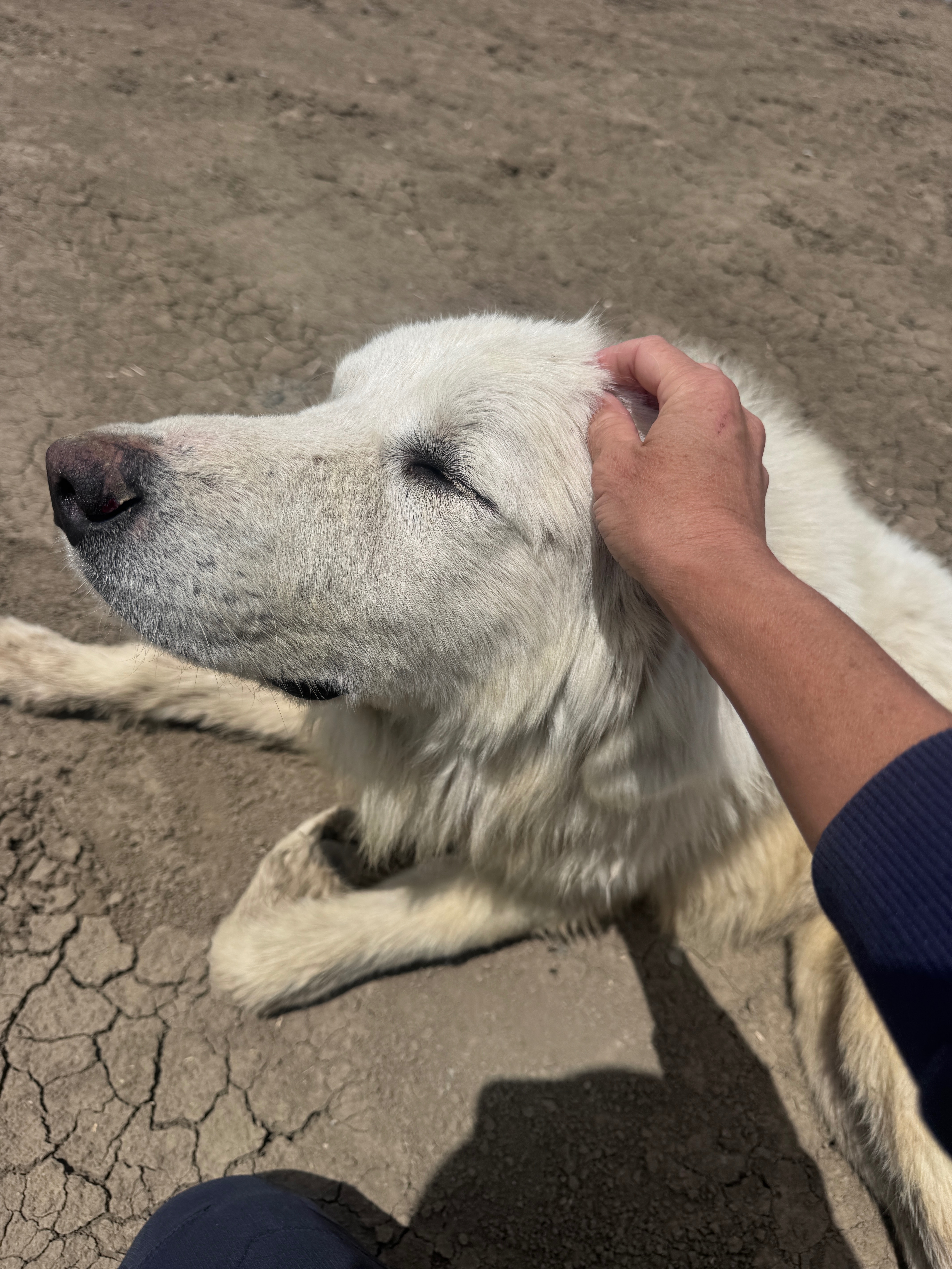 A Second Chance for the Sweet Stray in Cantua Creek campaign photo, 5 of 8