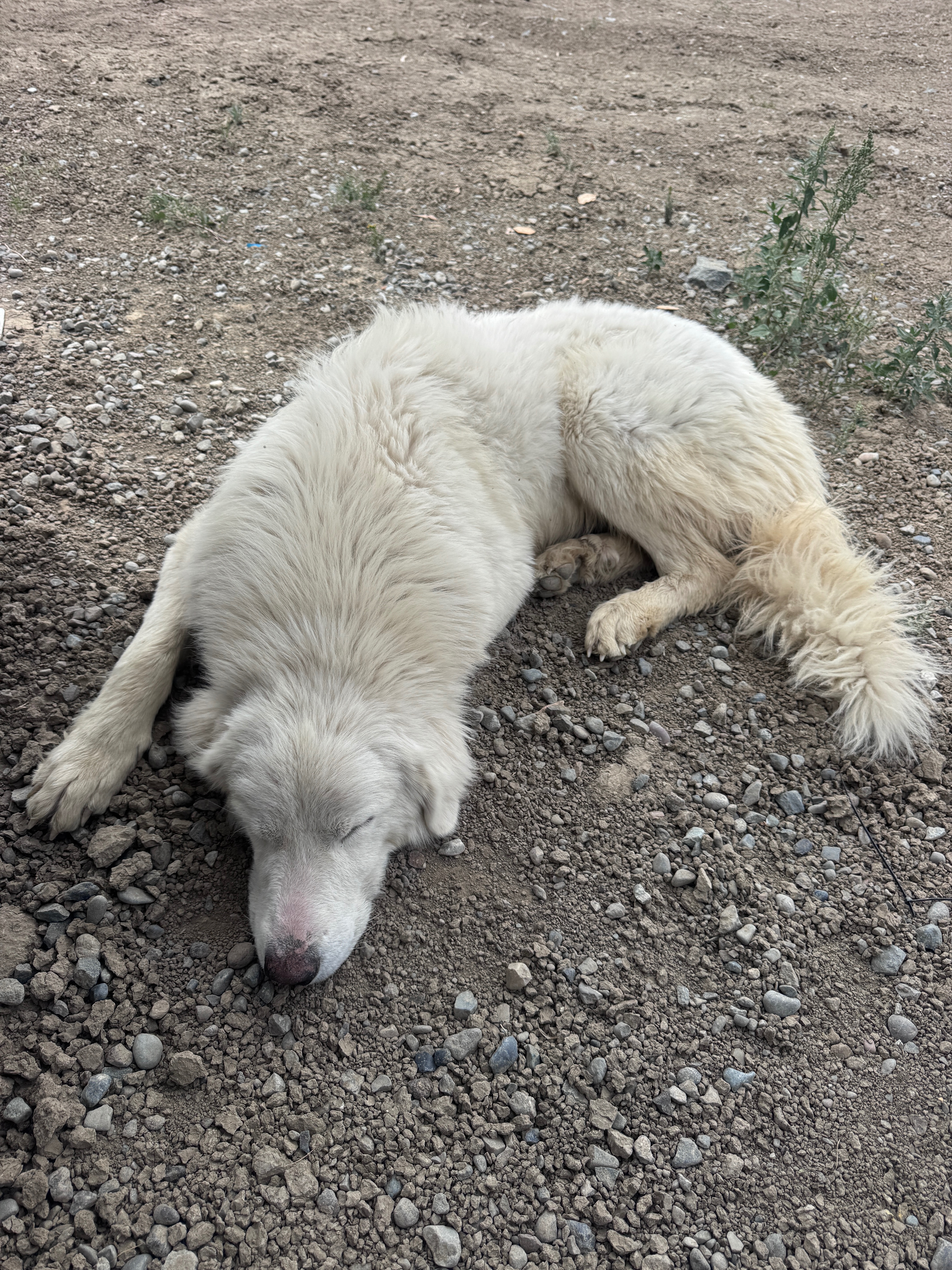 A Second Chance for the Sweet Stray in Cantua Creek campaign photo, 6 of 8