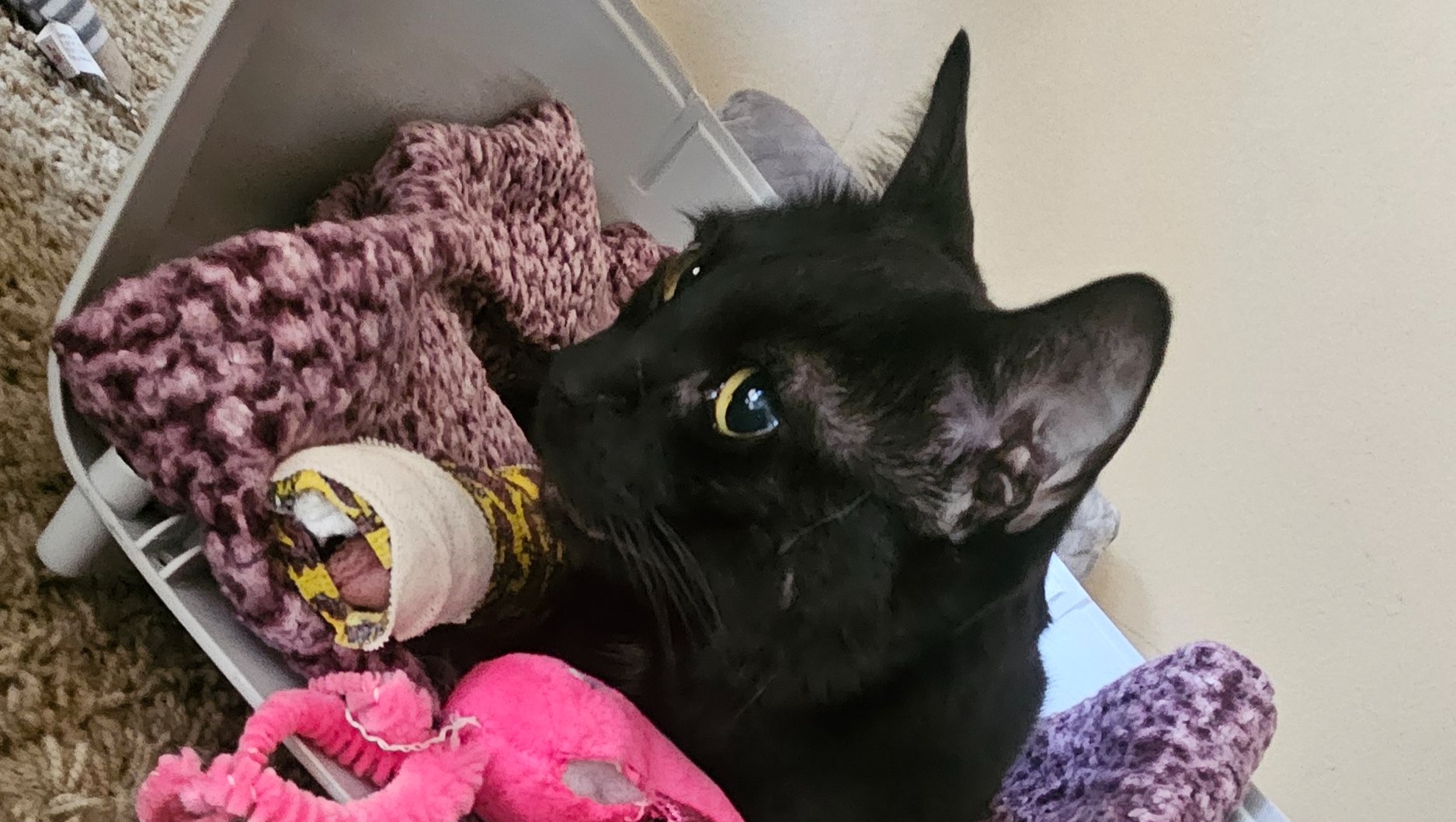 Help Spooky get surgery to restore his mobility photo