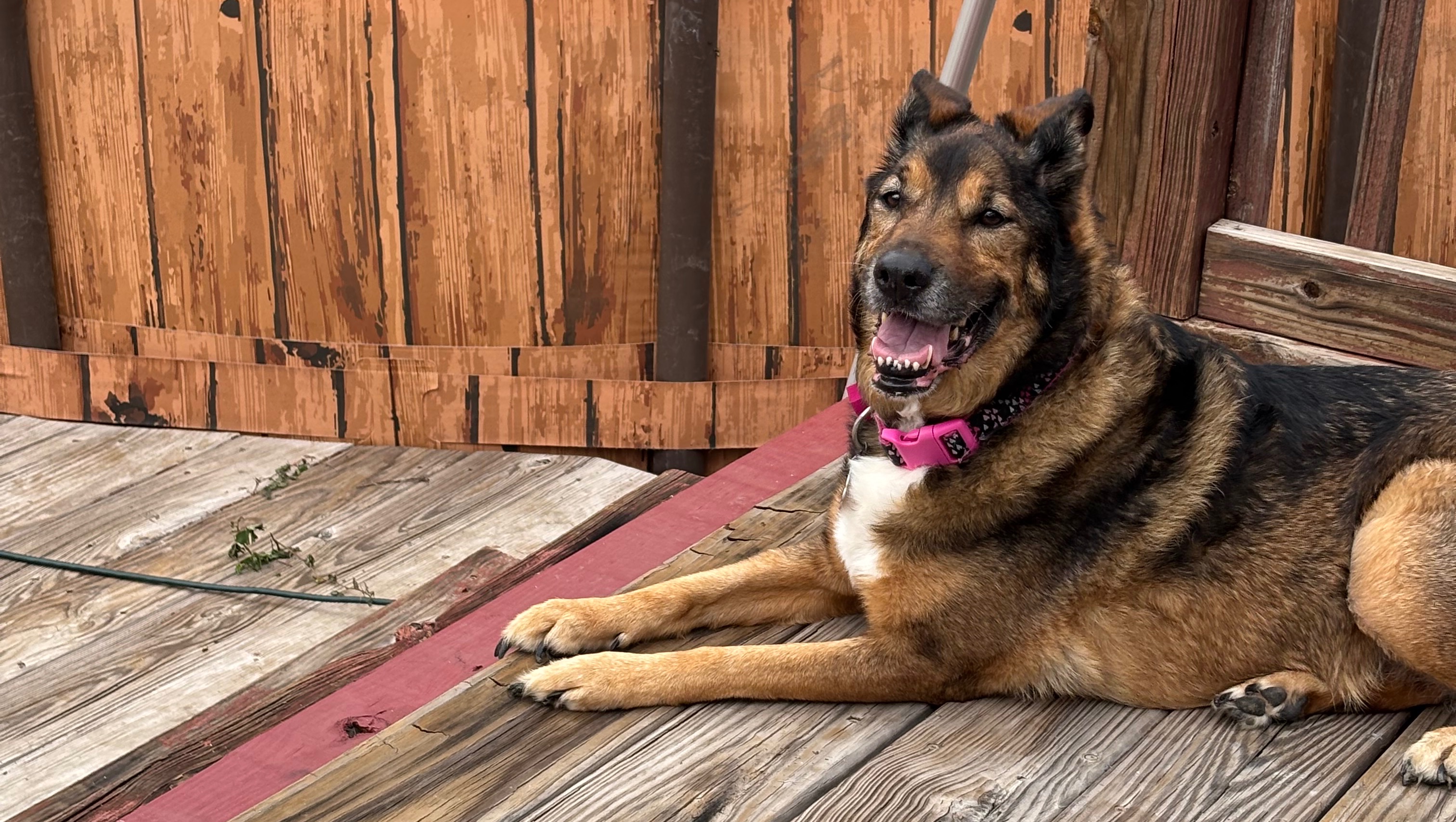 Help Bella with Cancer Care & Cremation photo