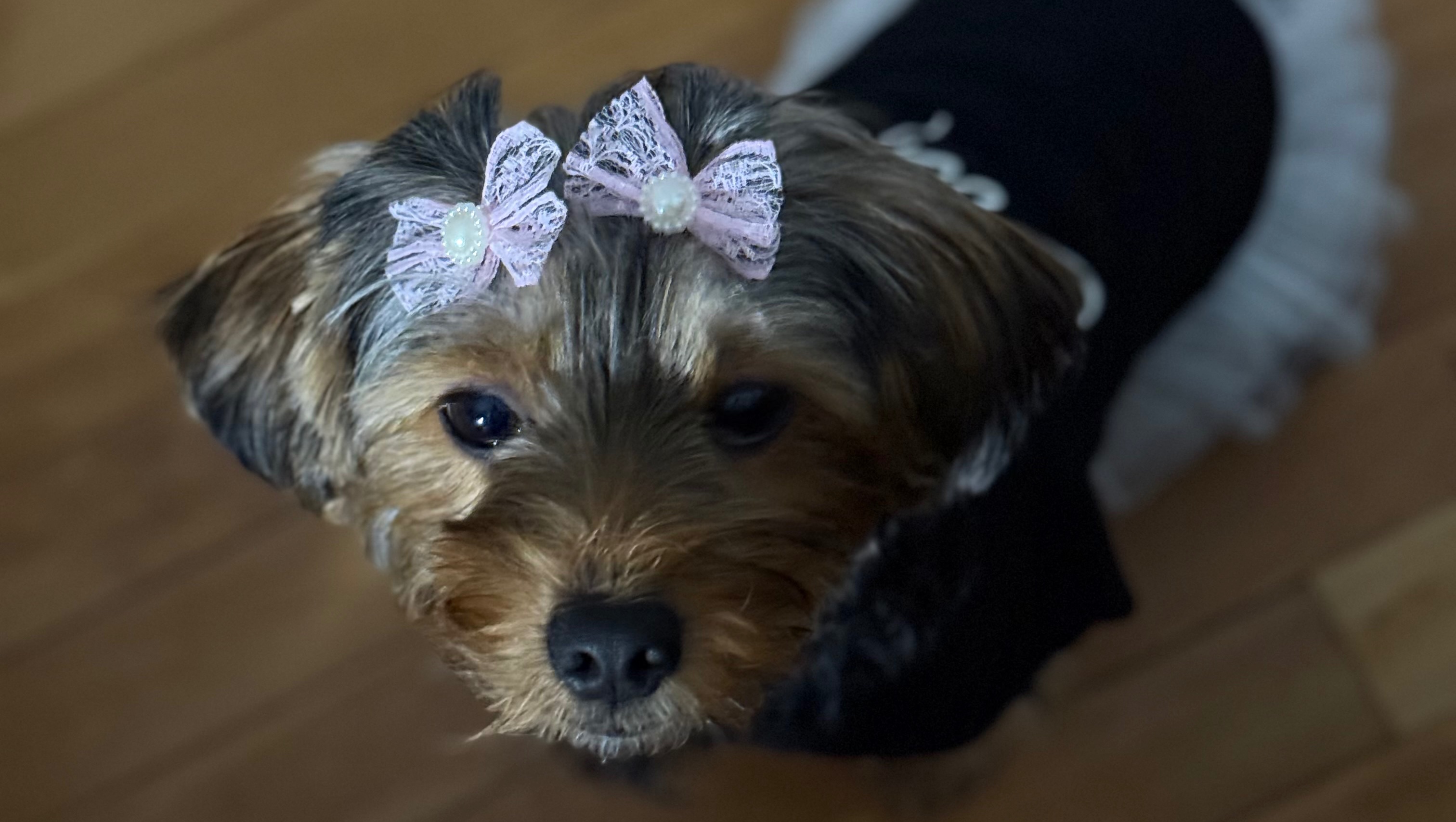 Help Me Care for Zoe, My Emotional Support Dog photo