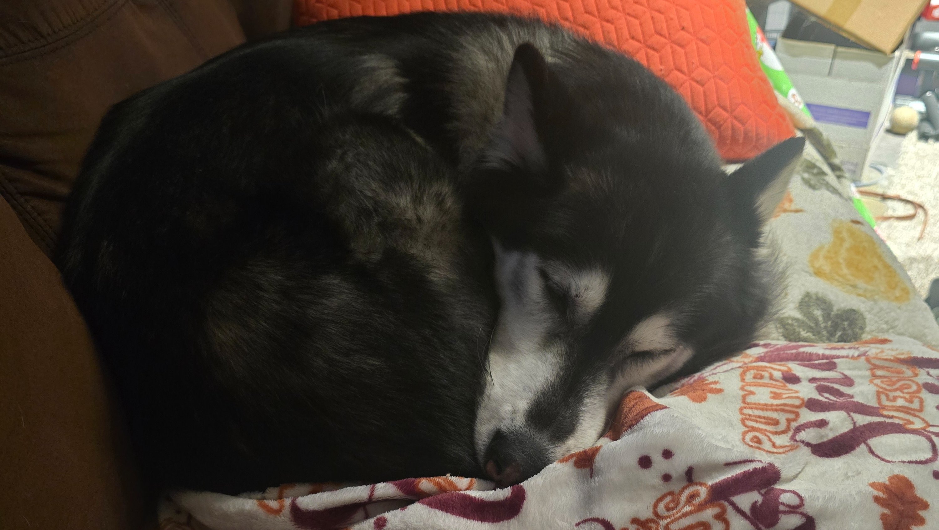 Help Me & My Dog Start Fresh photo