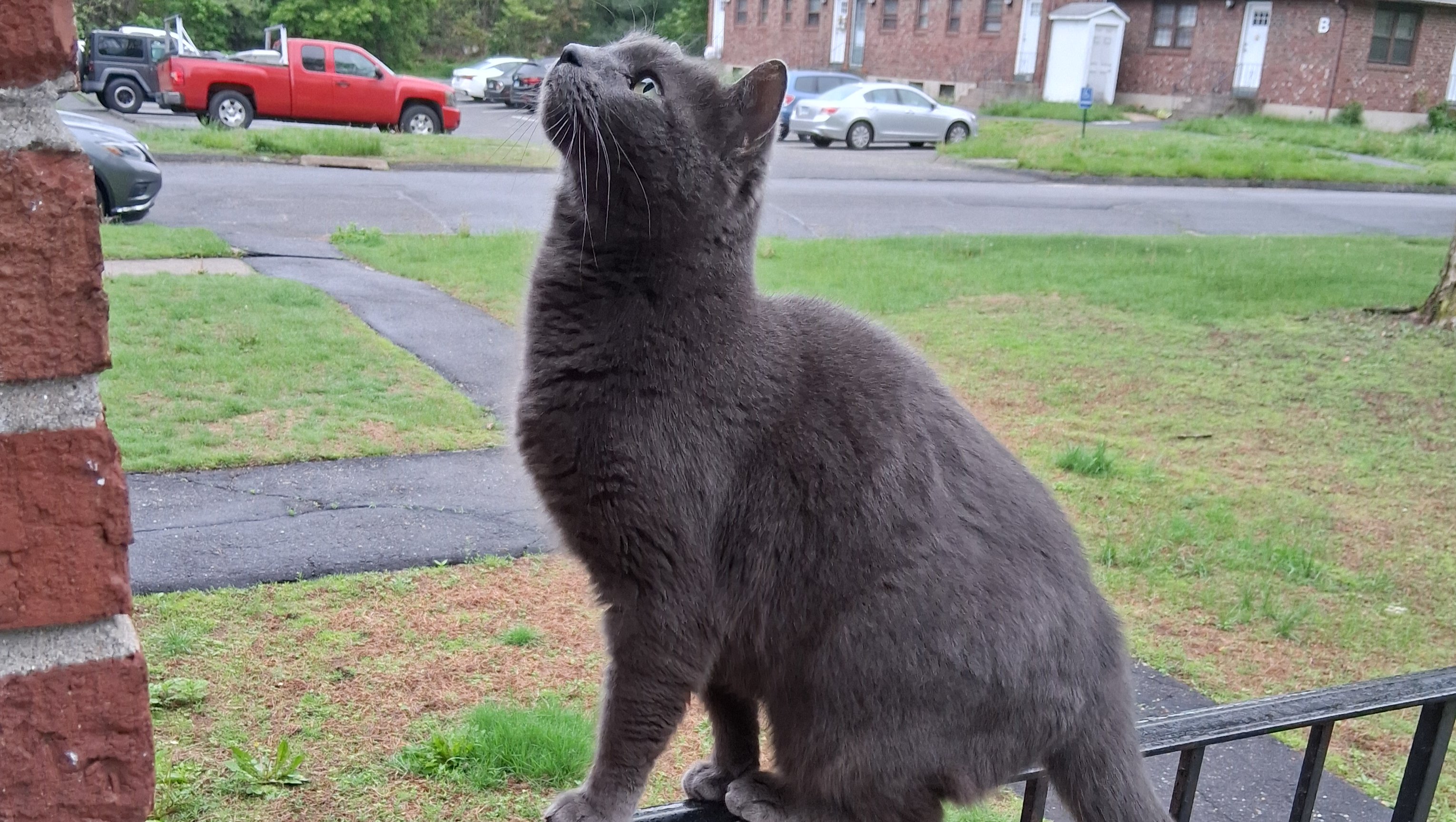Healing for Charlotte, Ali’s Beloved Fur Baby photo