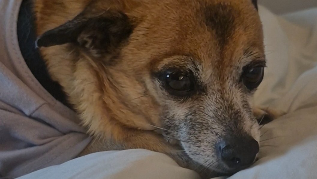 Help Bruno Get the Care He Deserves photo