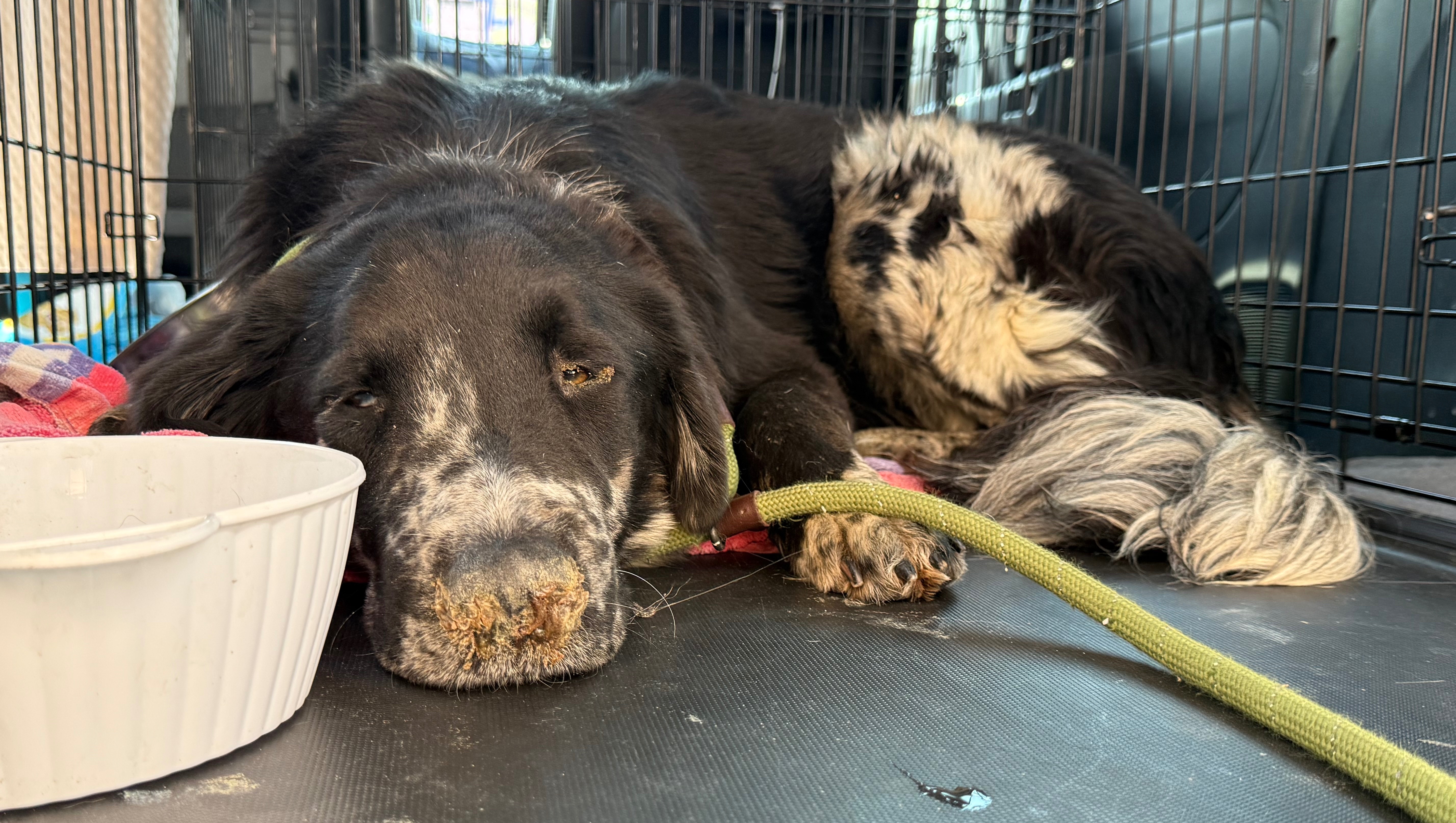NICO IS CRITICALLY SICK AND NEEDS DONATIONS IMMEDIATELY photo