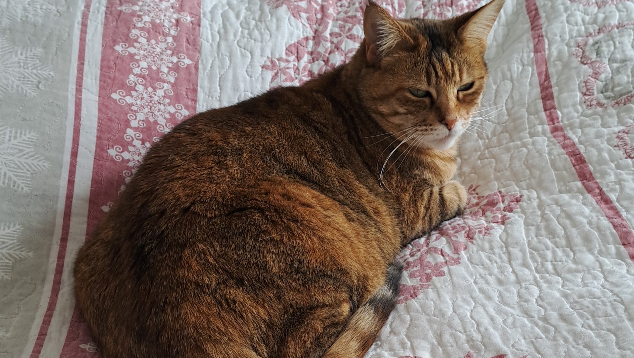 : Hilfe zur Rekonvaleszenz nach OP & für meine Rasselbande photo