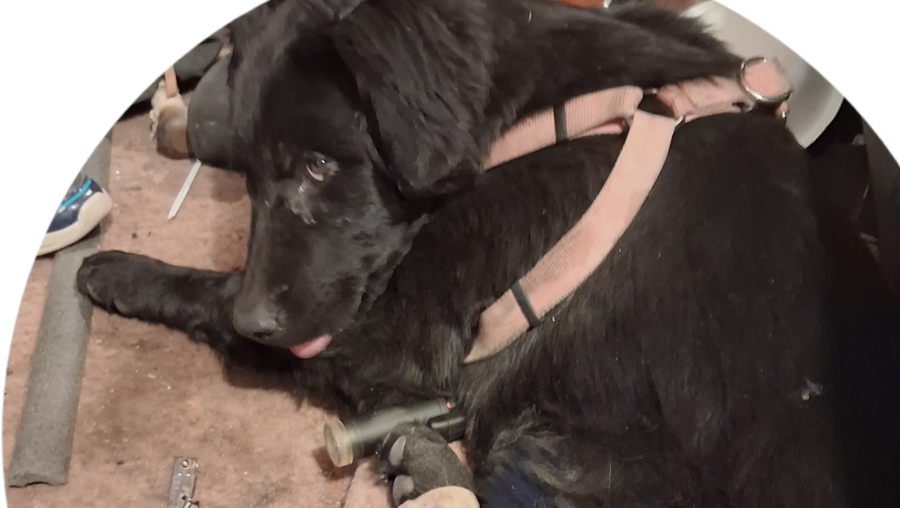Help Bear Get Emergency Vet Care photo