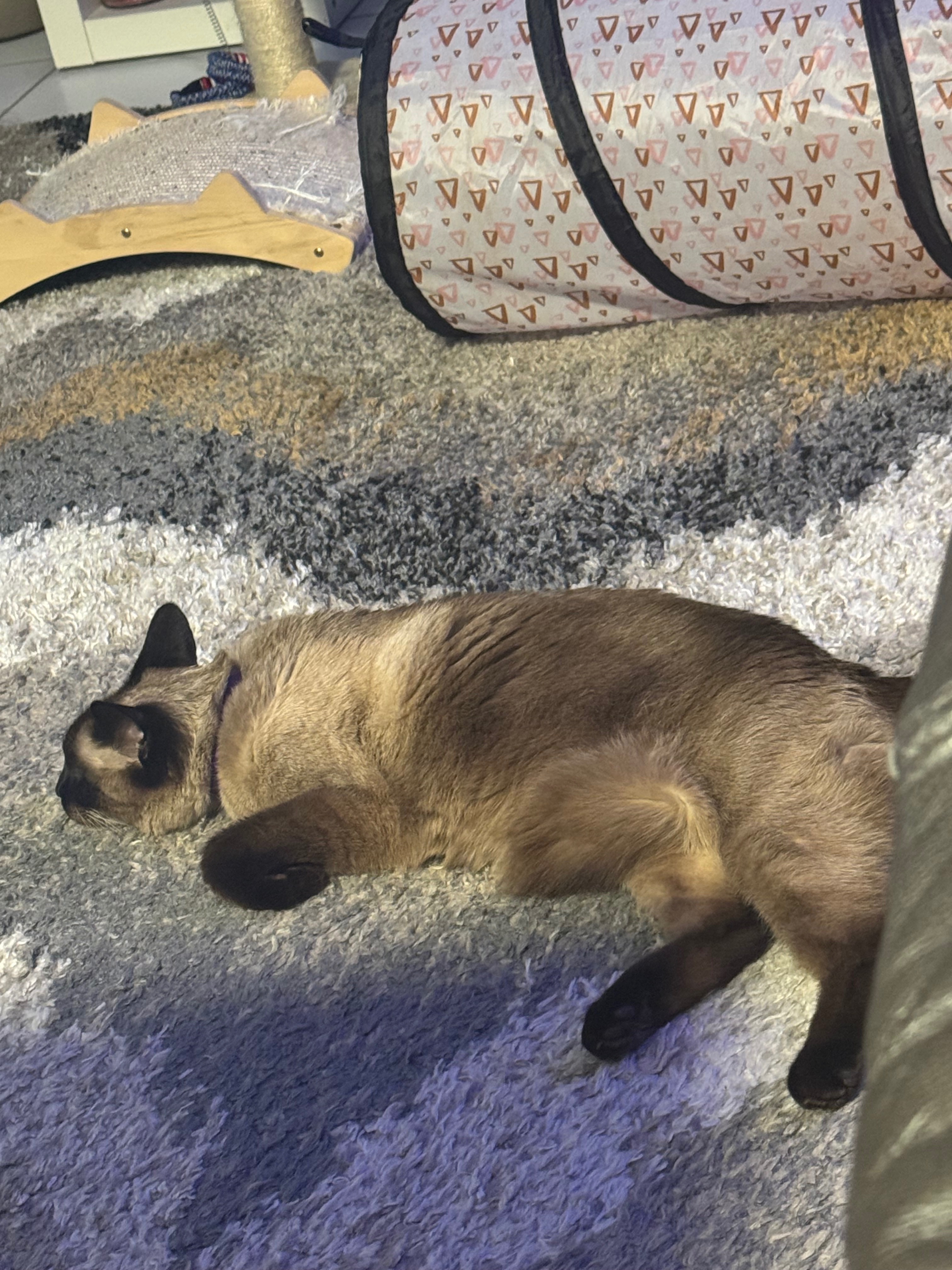 Help Diamond Get Life-Saving Treatment campaign photo, 2 of 8