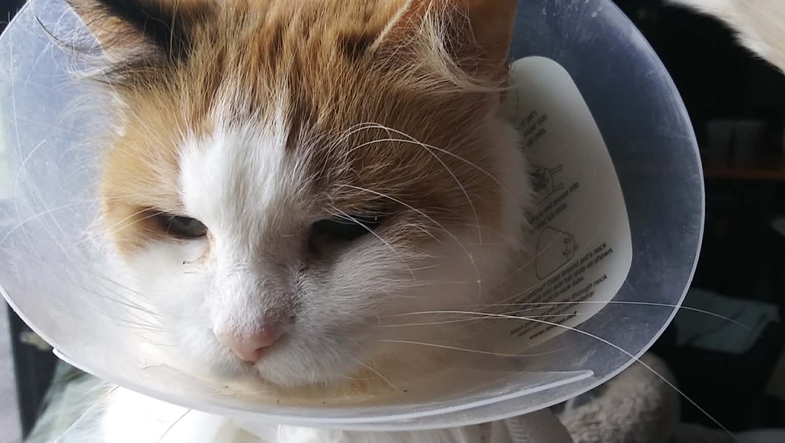 Help Gemini Recover from Surgery photo