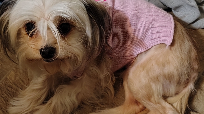 Help Abby Get Emergency Vet Care photo