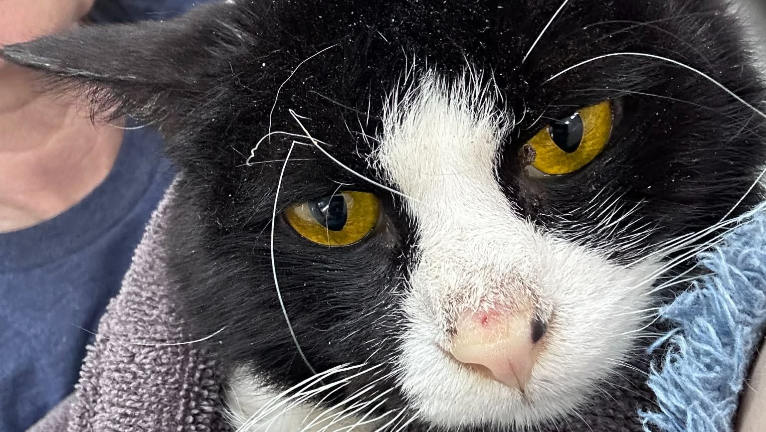 Oreo with liver failing suspected FIP or Poising photo