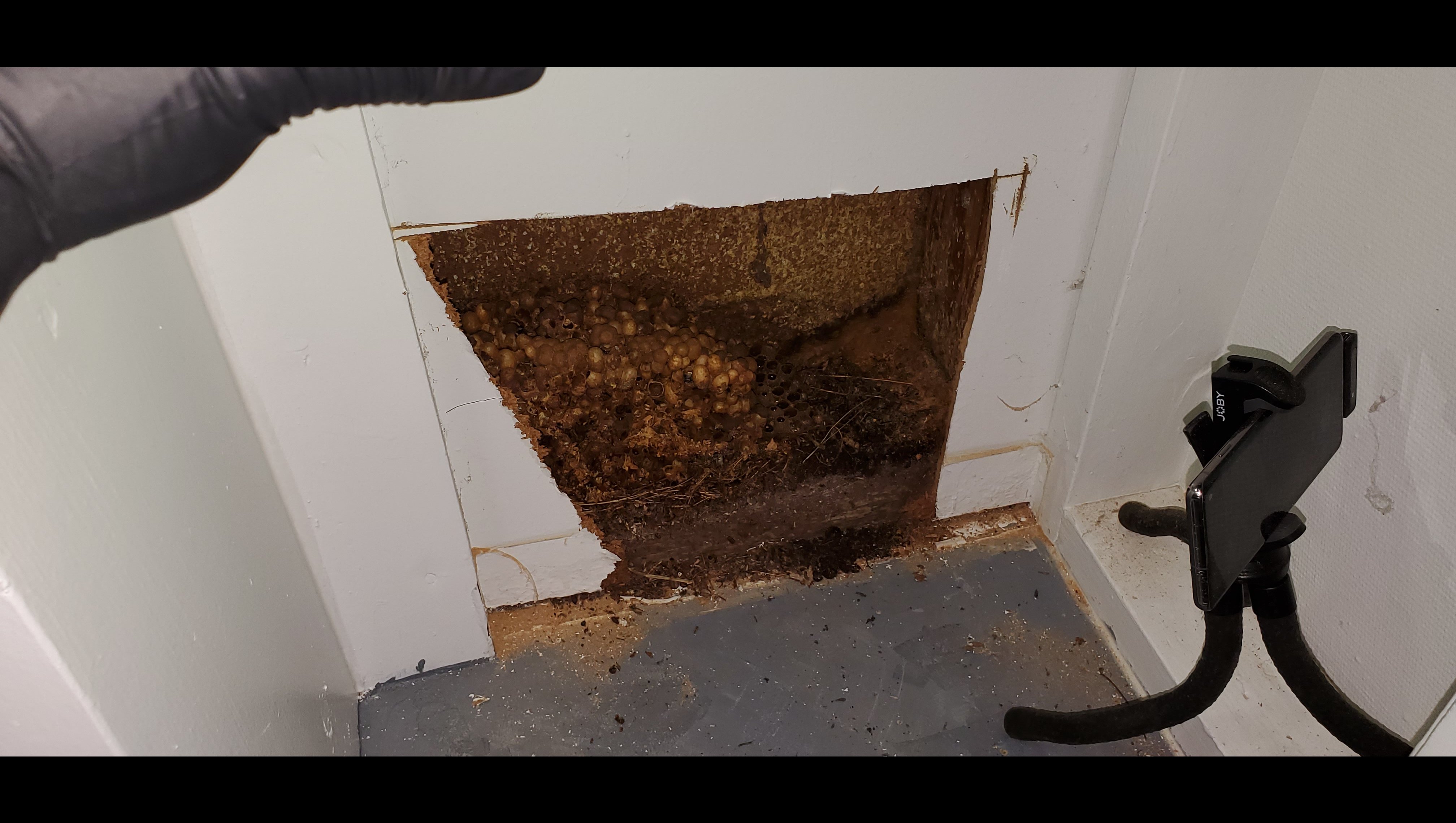 Donate to the Bumble Bee Nest Relocation Program photo