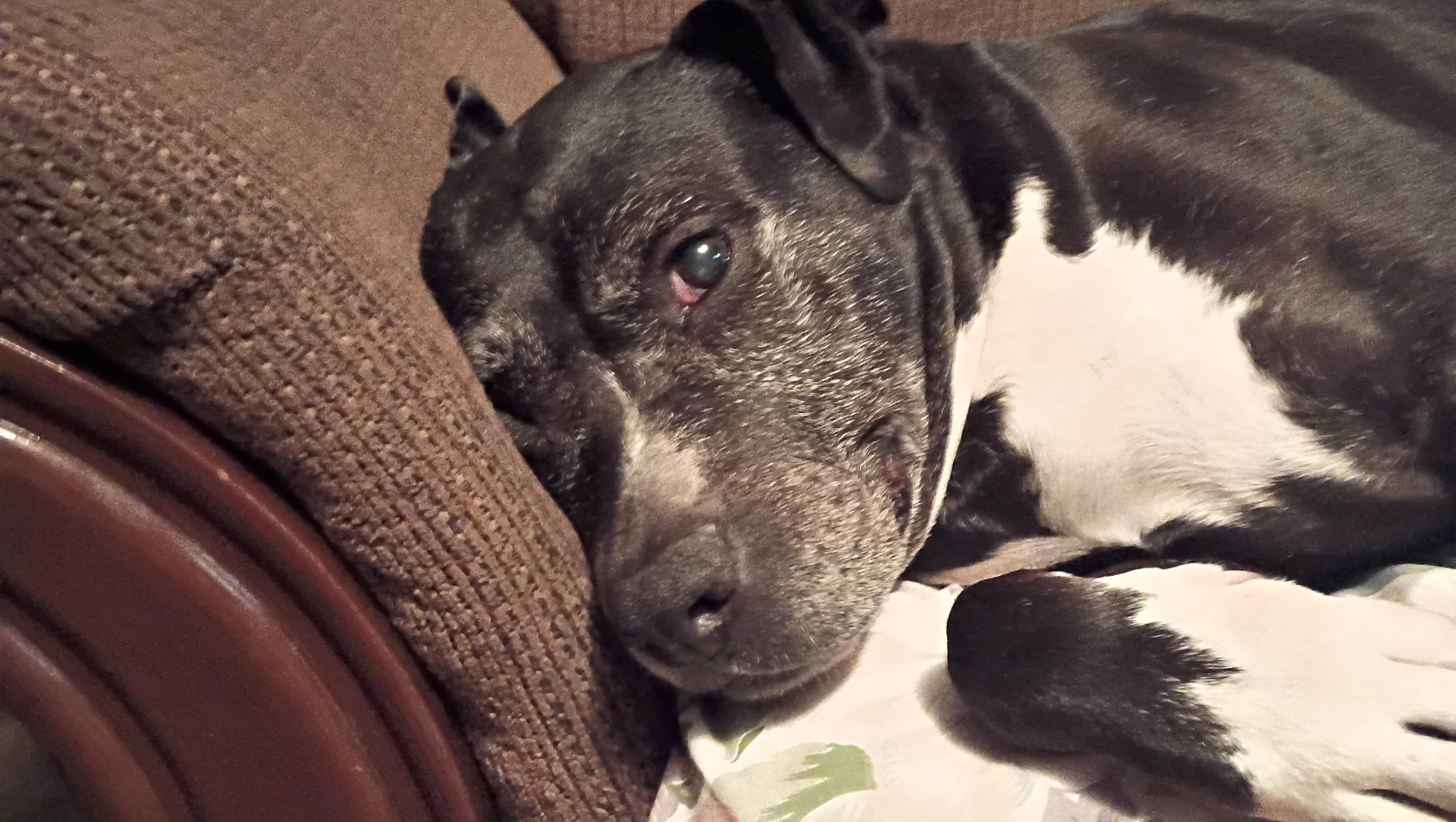 Support Diamond’s Health and Well-Being photo