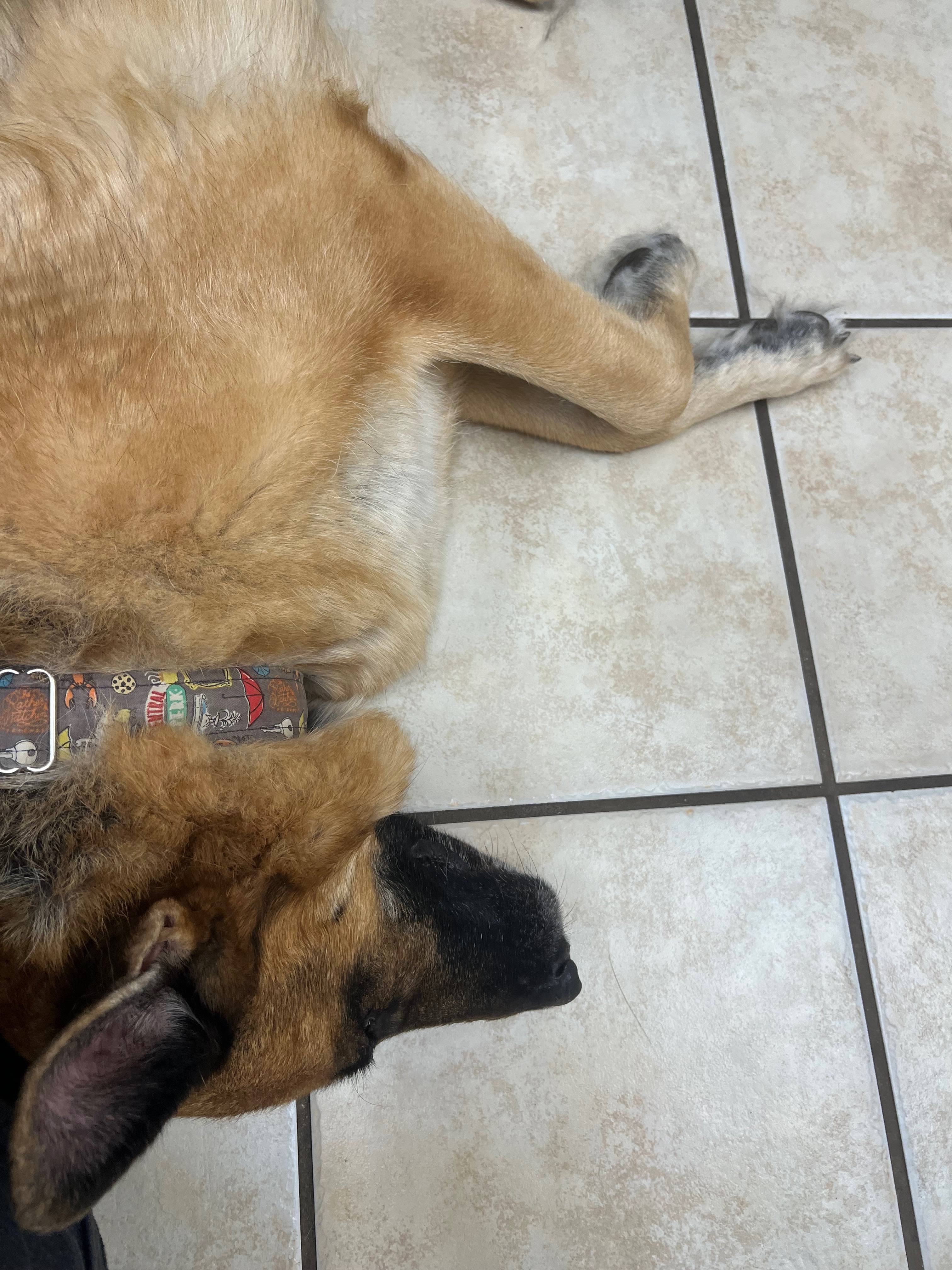 Help Zeni Recover from Emergency Surgery campaign photo, 5 of 8