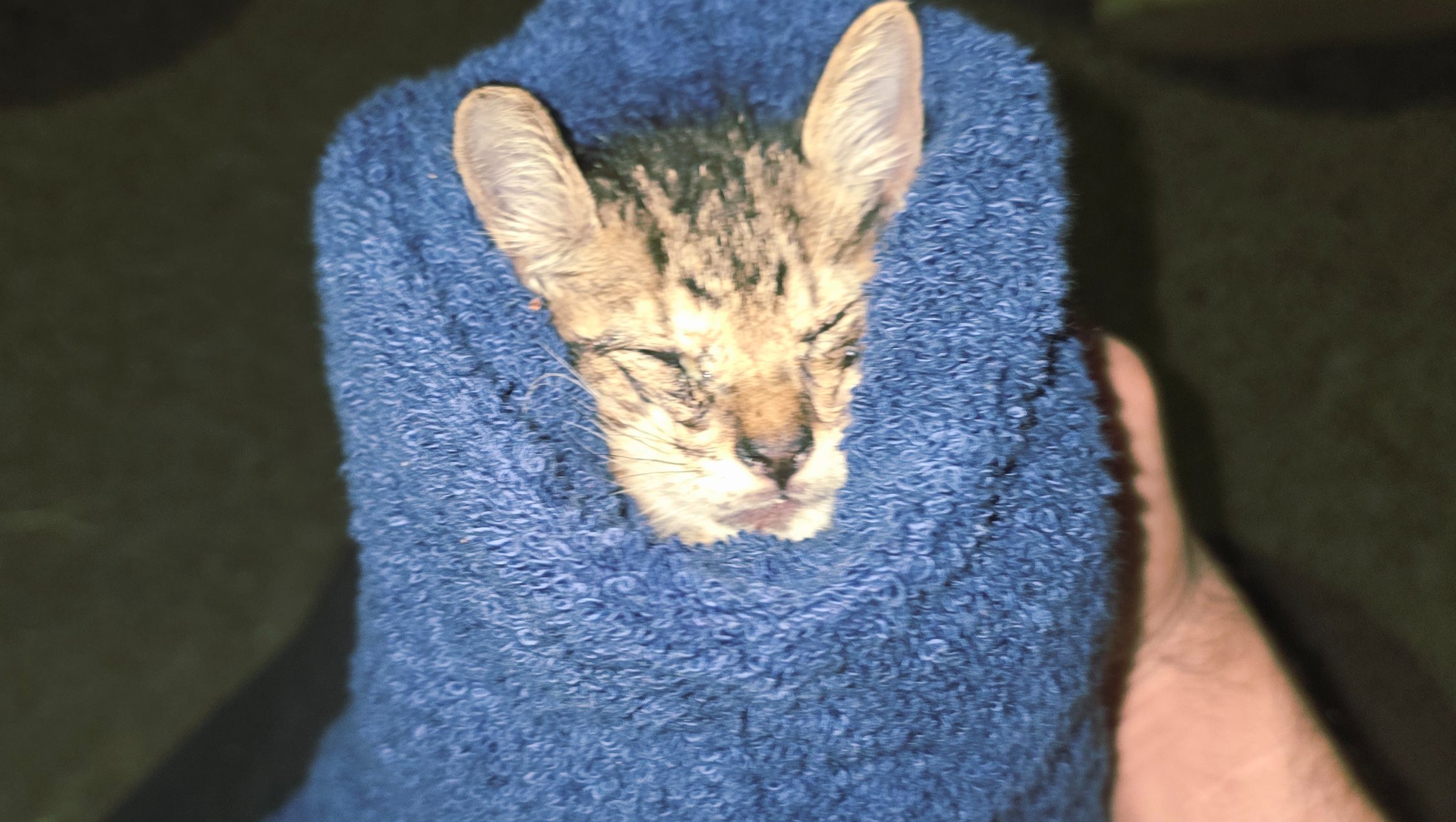 Help Toji the Kitten Heal & Find a Home photo