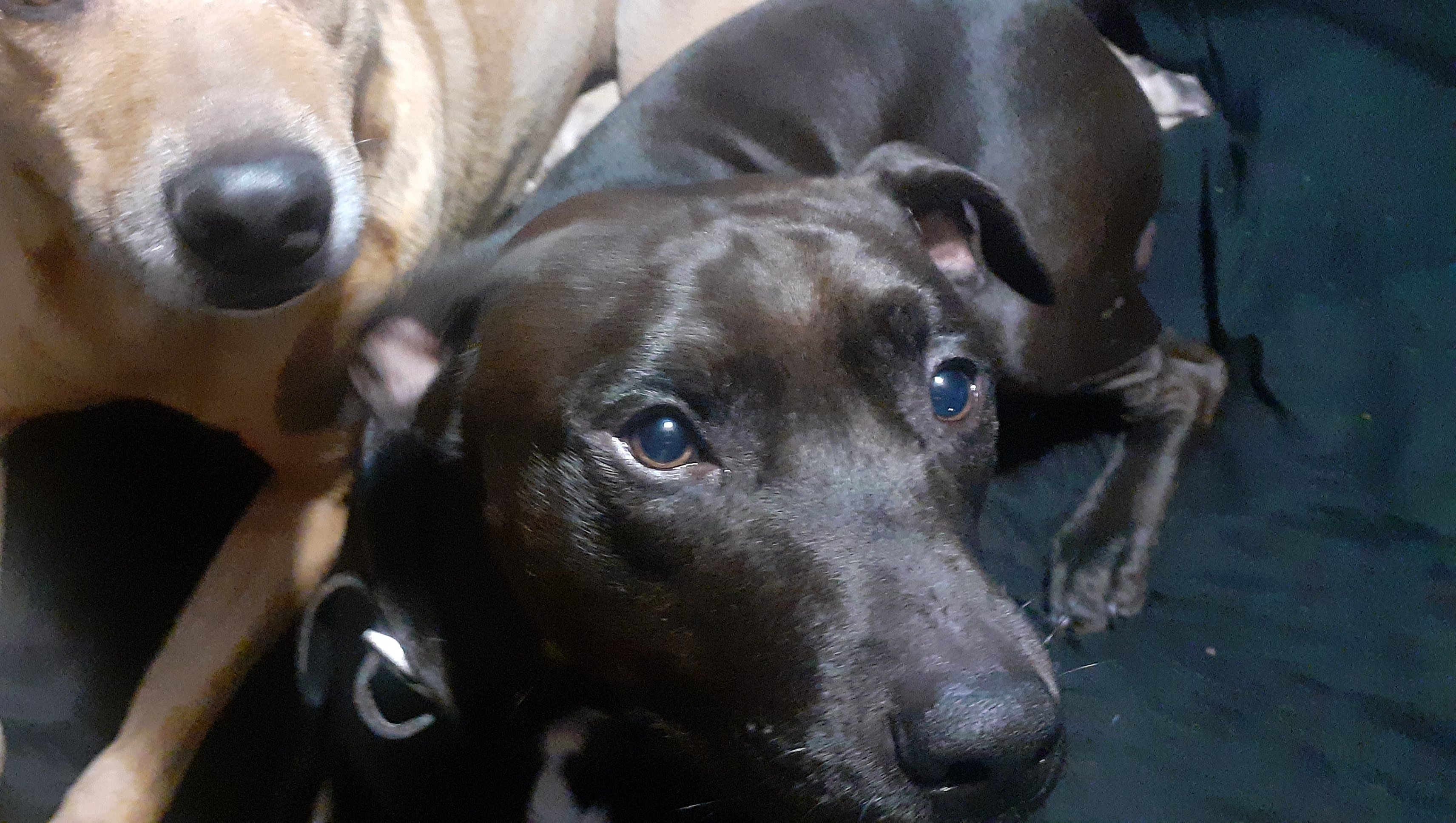 Help Seppar Beat Heartworm photo