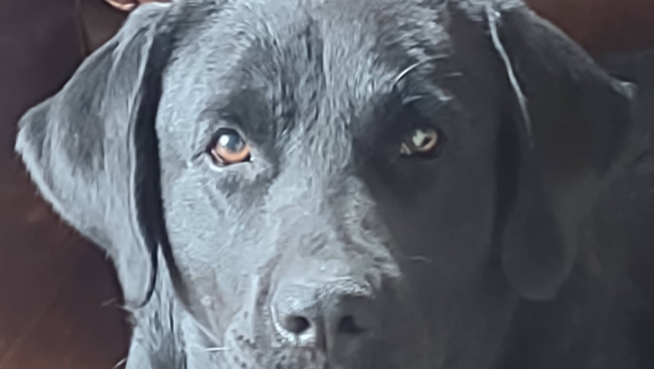 Vet saved Gracie from dying. Need help with paying the vet. photo