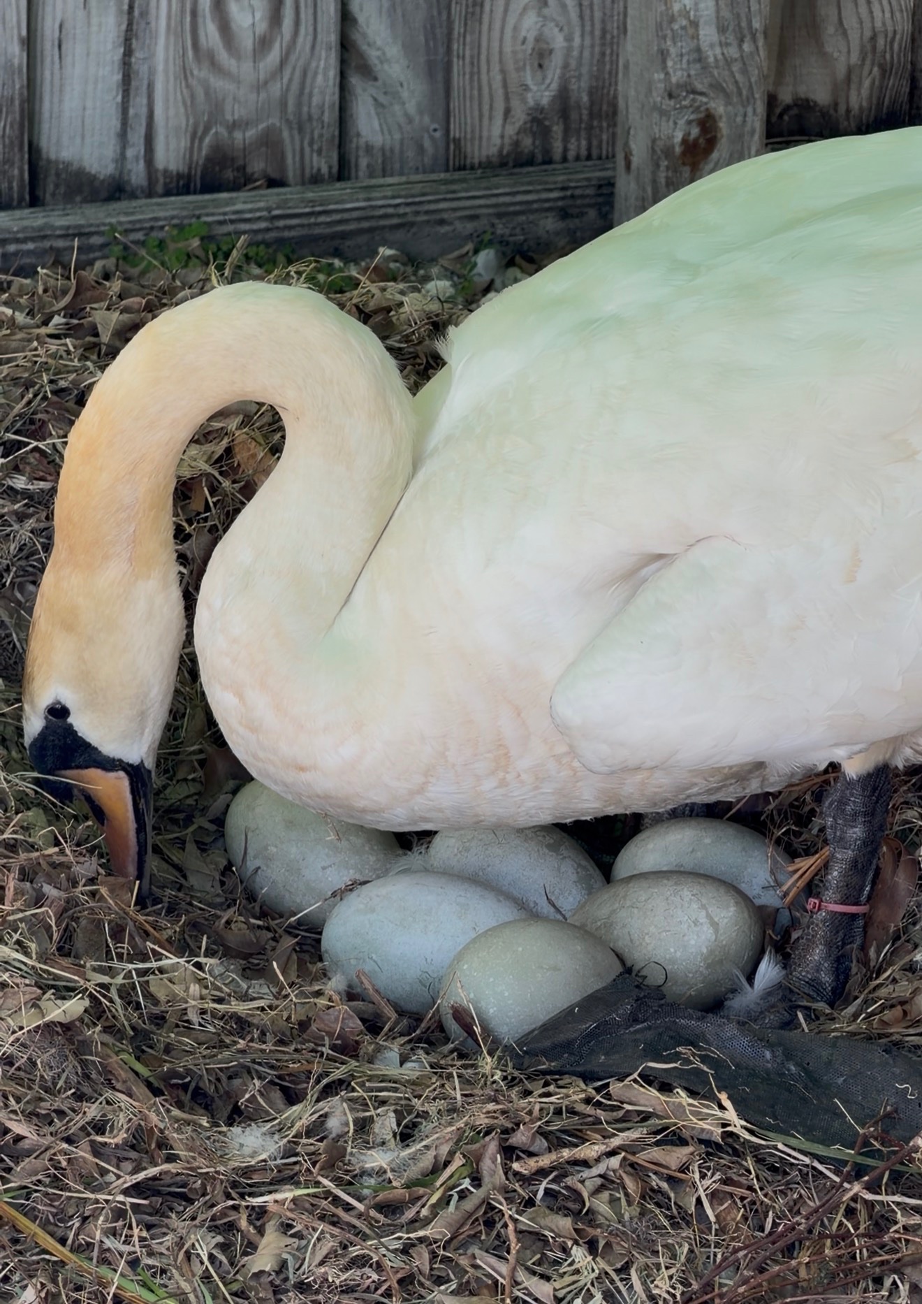 Help Sarah the Swan Raise New Babies campaign photo, 2 of 5