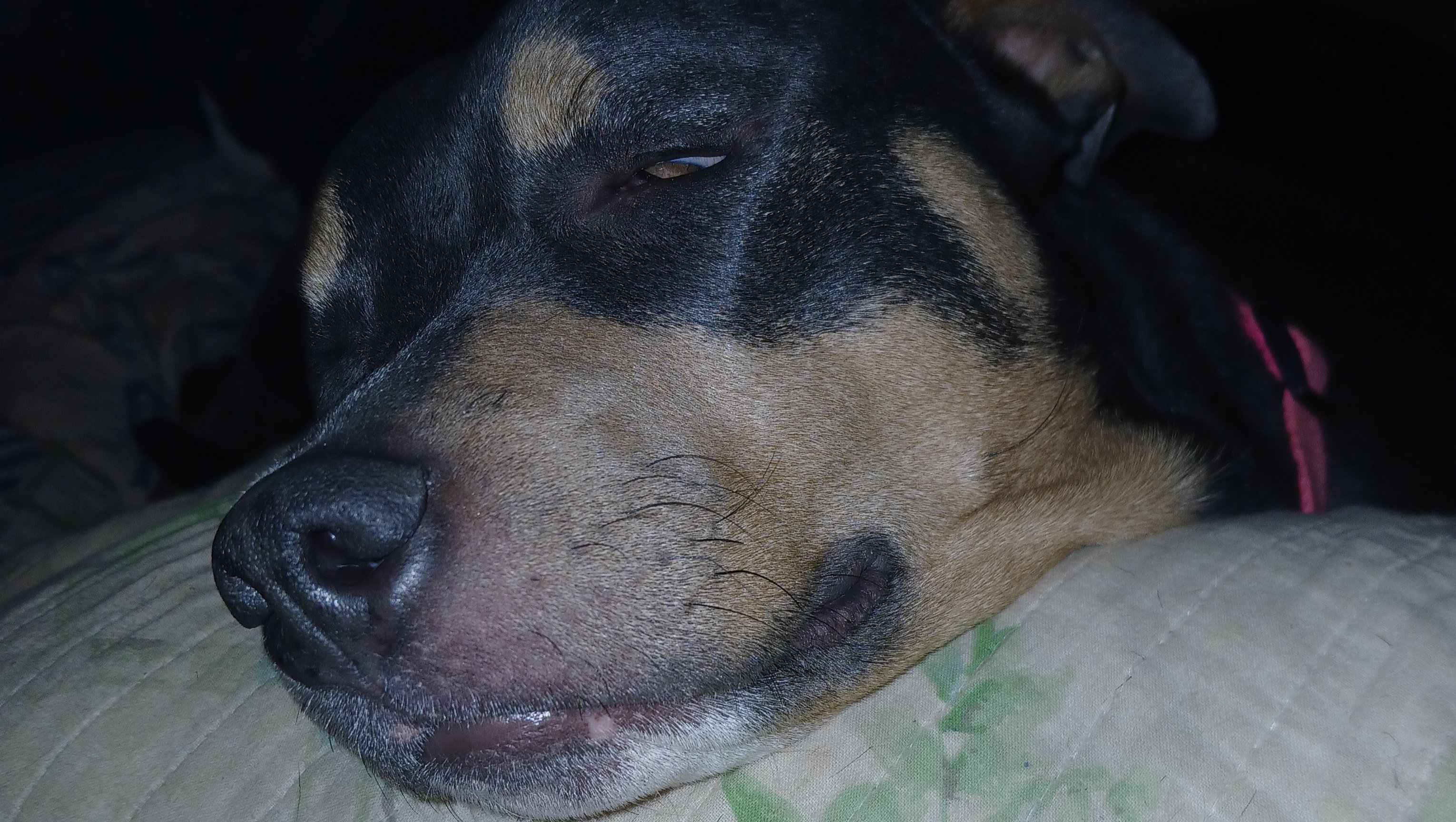Help Caramel Get Her Allergy Shot photo