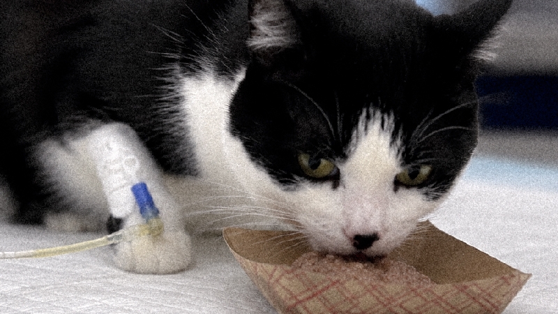 Help Luna Fight FIP and Neurological Complications photo