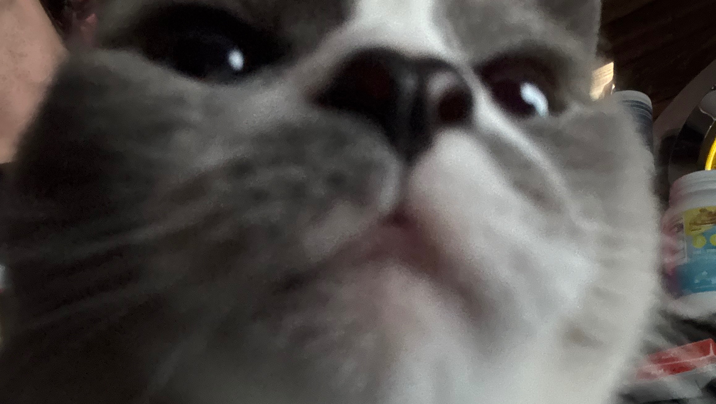 Healthcare Procedures for my Cat Sugar photo