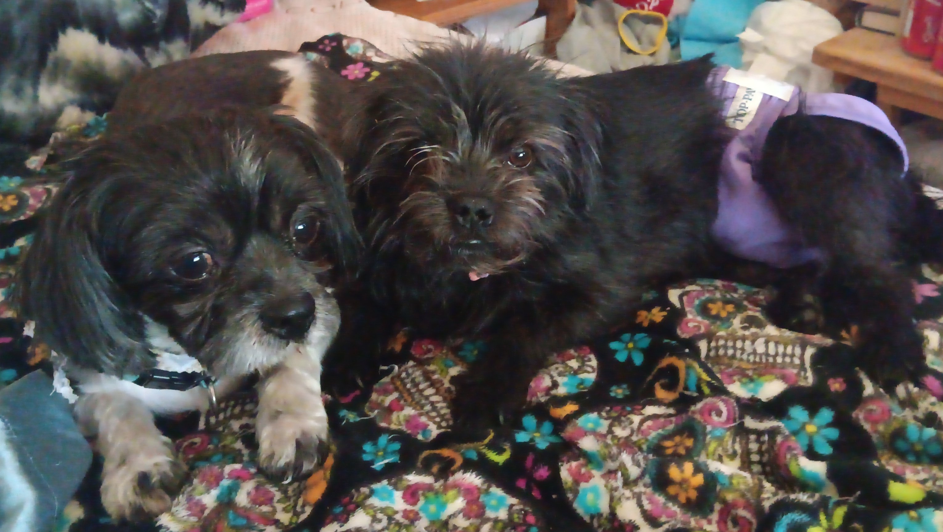 Help Jordan's Service Dog Get Spayed photo