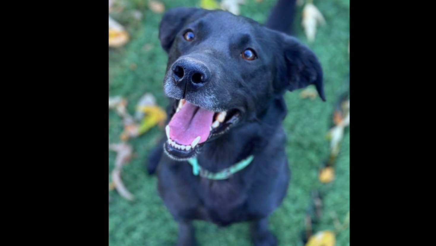From Shock Collar to Second Chance: Help Lady Heal