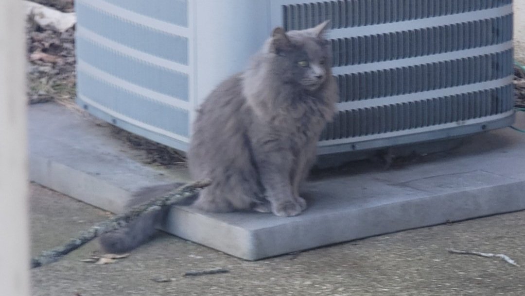 Help Chrome the Stray Cat Get Medical Care photo