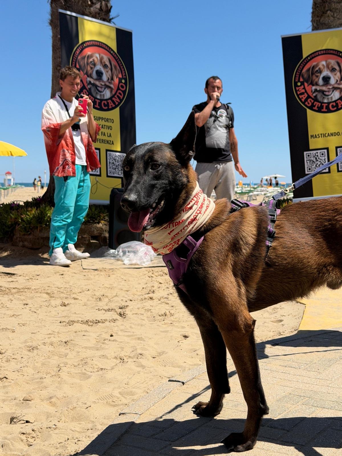 Leo, cucciolo Malinois, e la sua displasia da curare campaign photo, 2 of 8