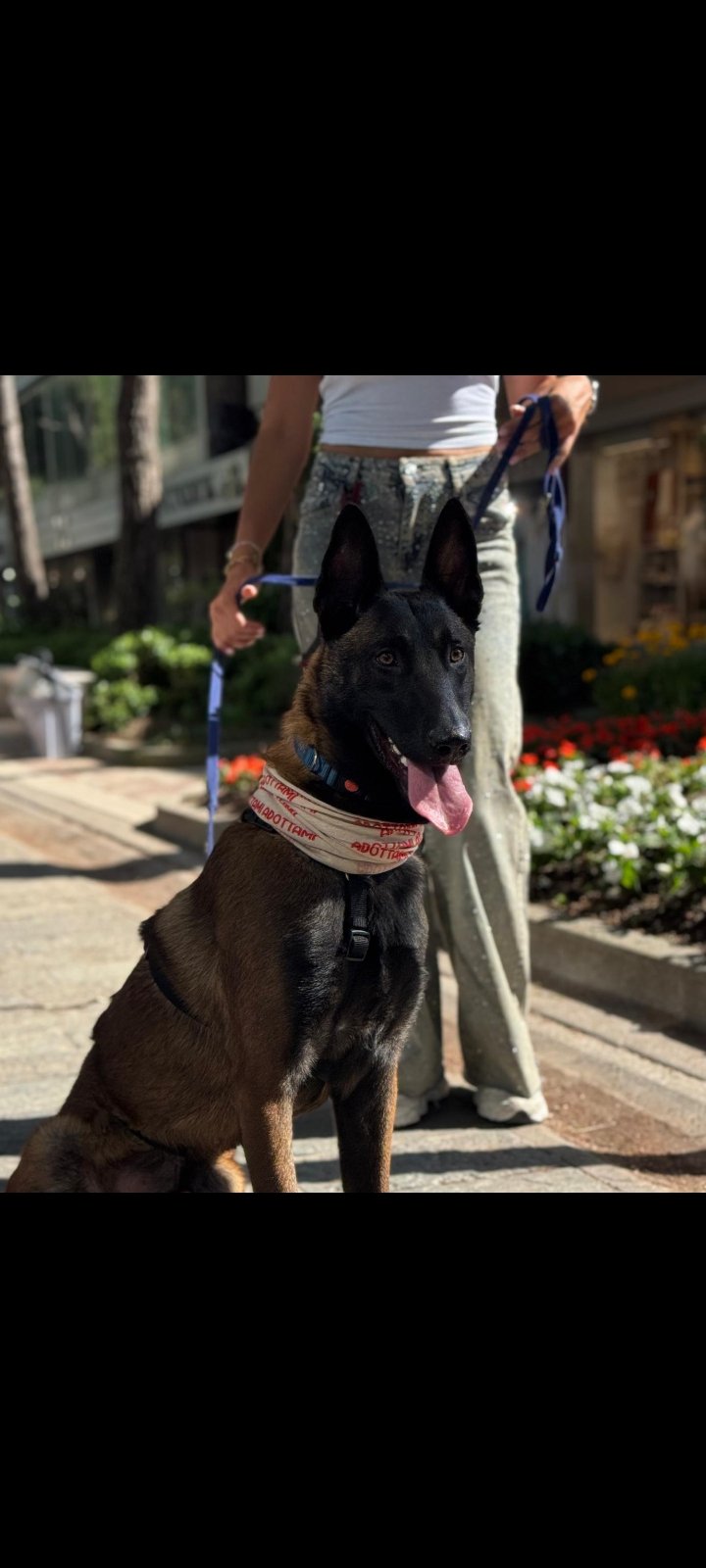 Leo, cucciolo Malinois, e la sua displasia da curare campaign photo, 4 of 8