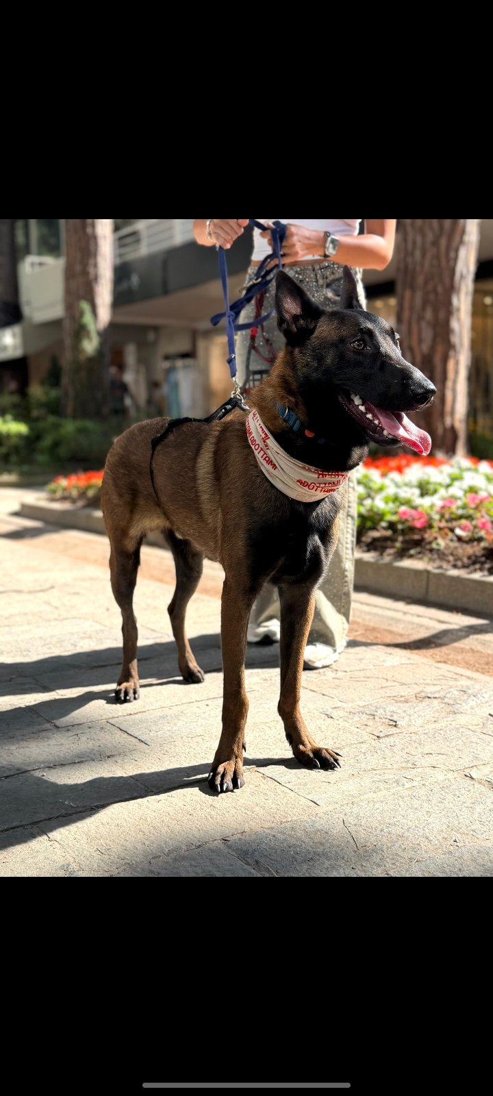 Leo, cucciolo Malinois, e la sua displasia da curare campaign photo, 6 of 8