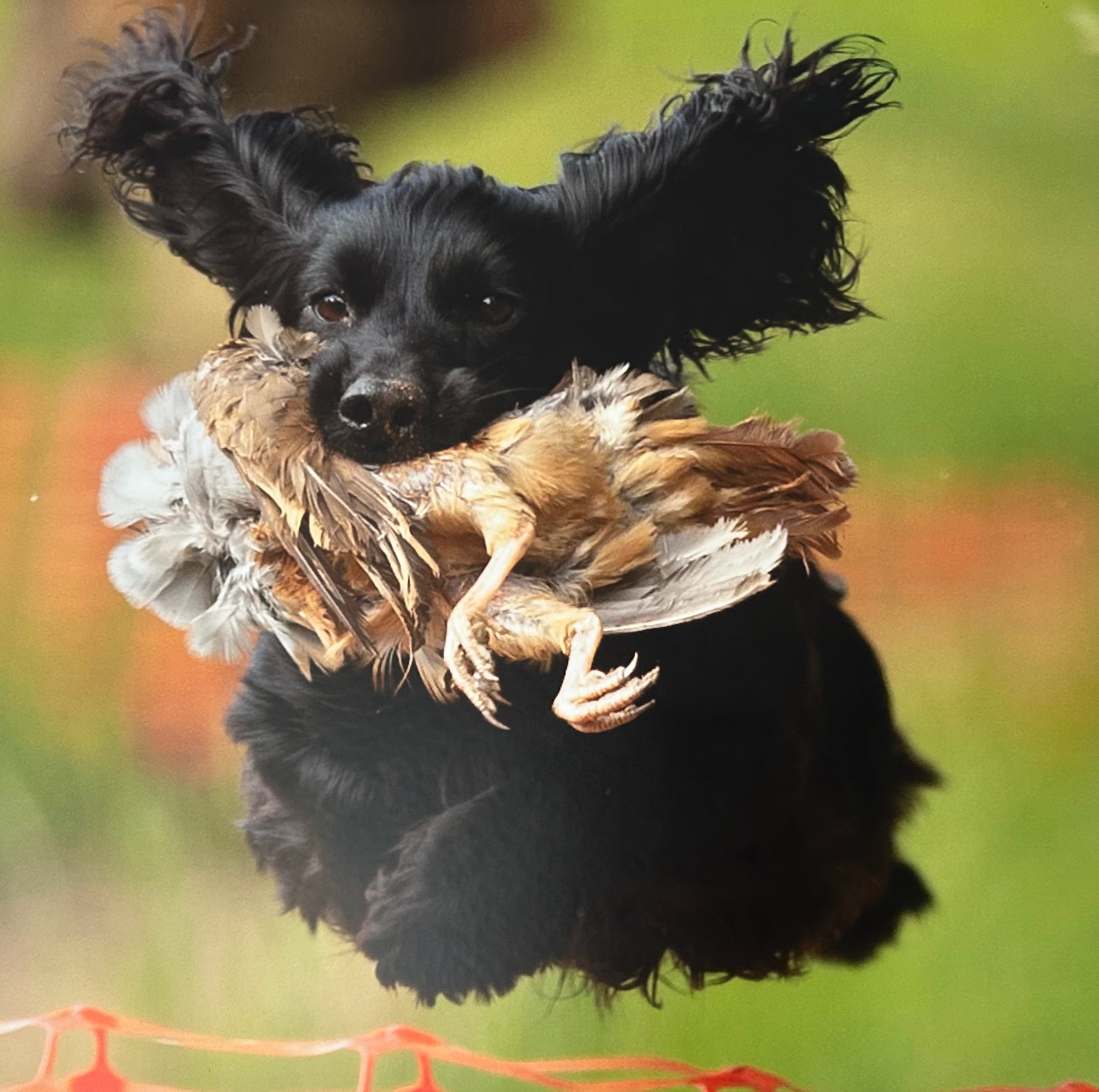 Foto della campagna I am raising funds to help me get justice for Kestrel, 2 di 4