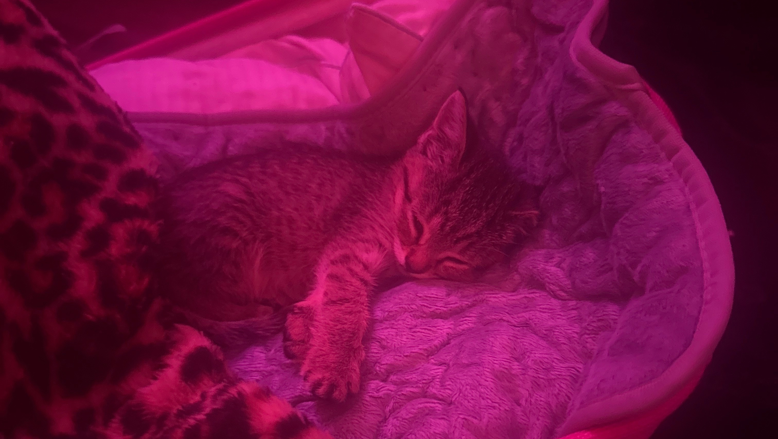 Help Save My Rescued Kitten photo