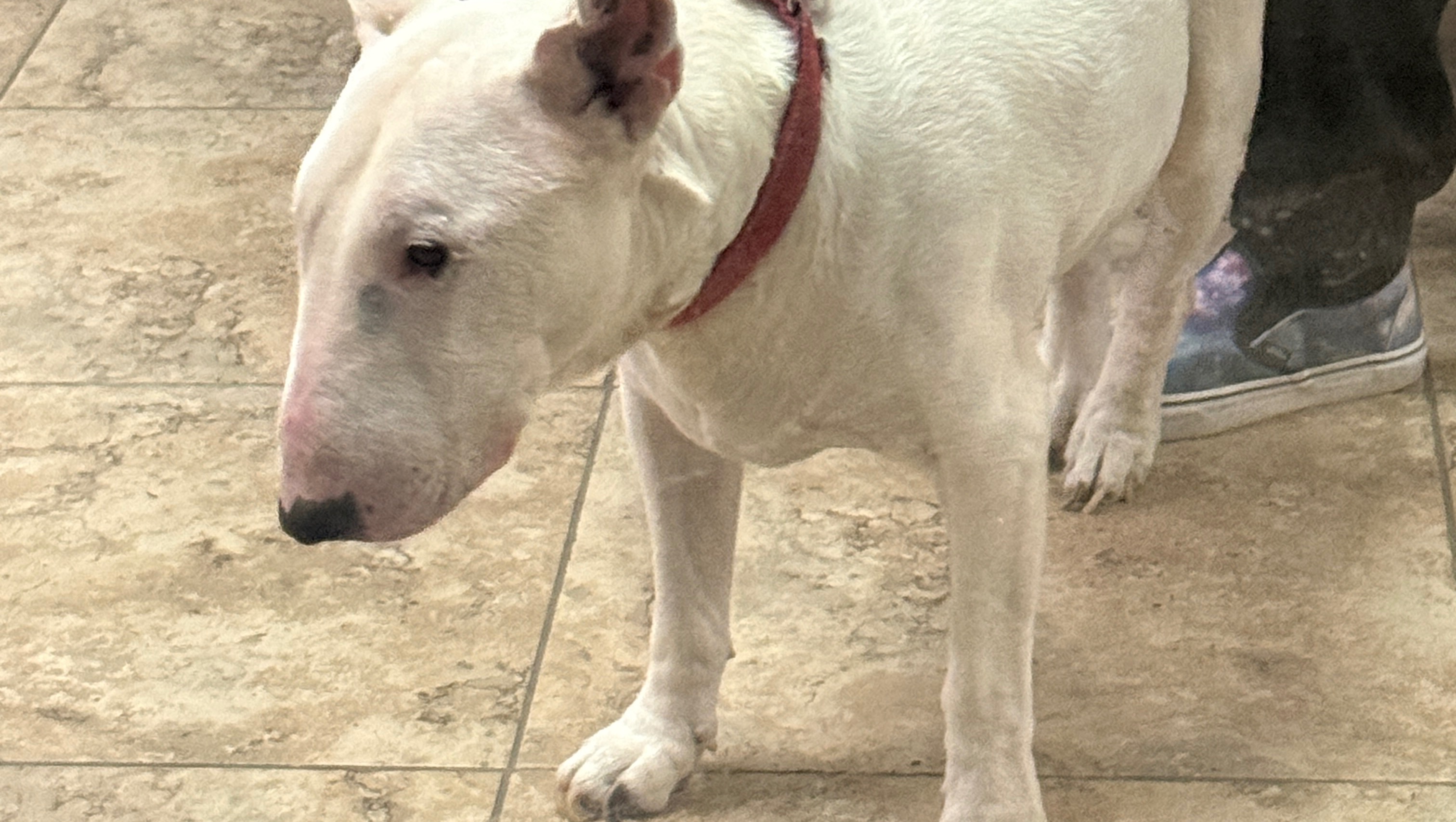 Help Save My Dog with Emergency Surgery photo
