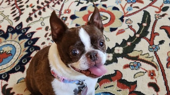 Support Relocating Janet & Bella After Loss photo
