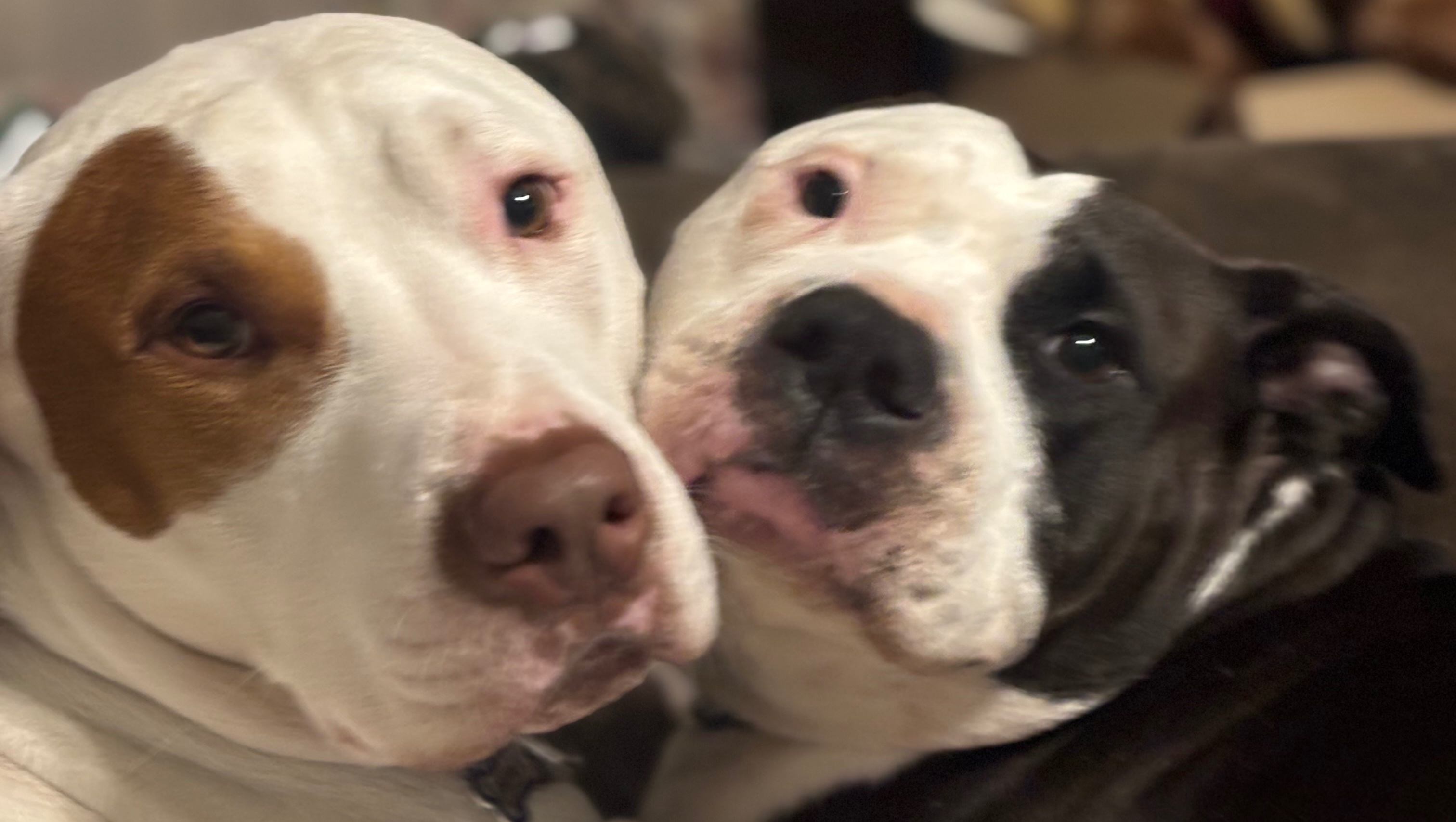 Give Hope to 17 Rescued Dogs and Cats photo