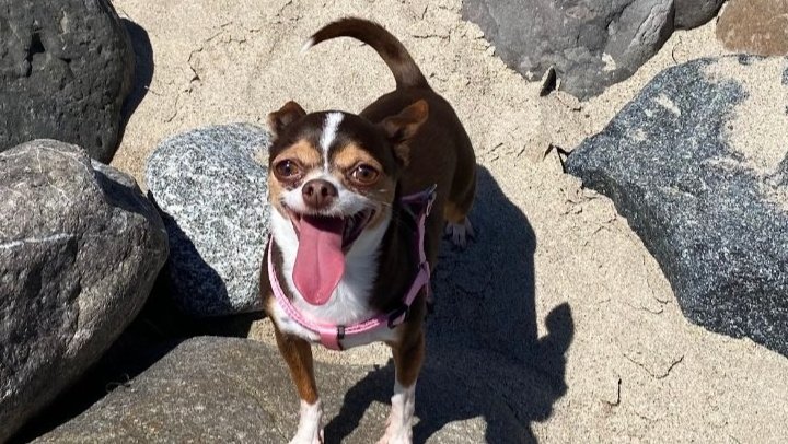 Help Samantha Get Her Senior Vet Checkup photo