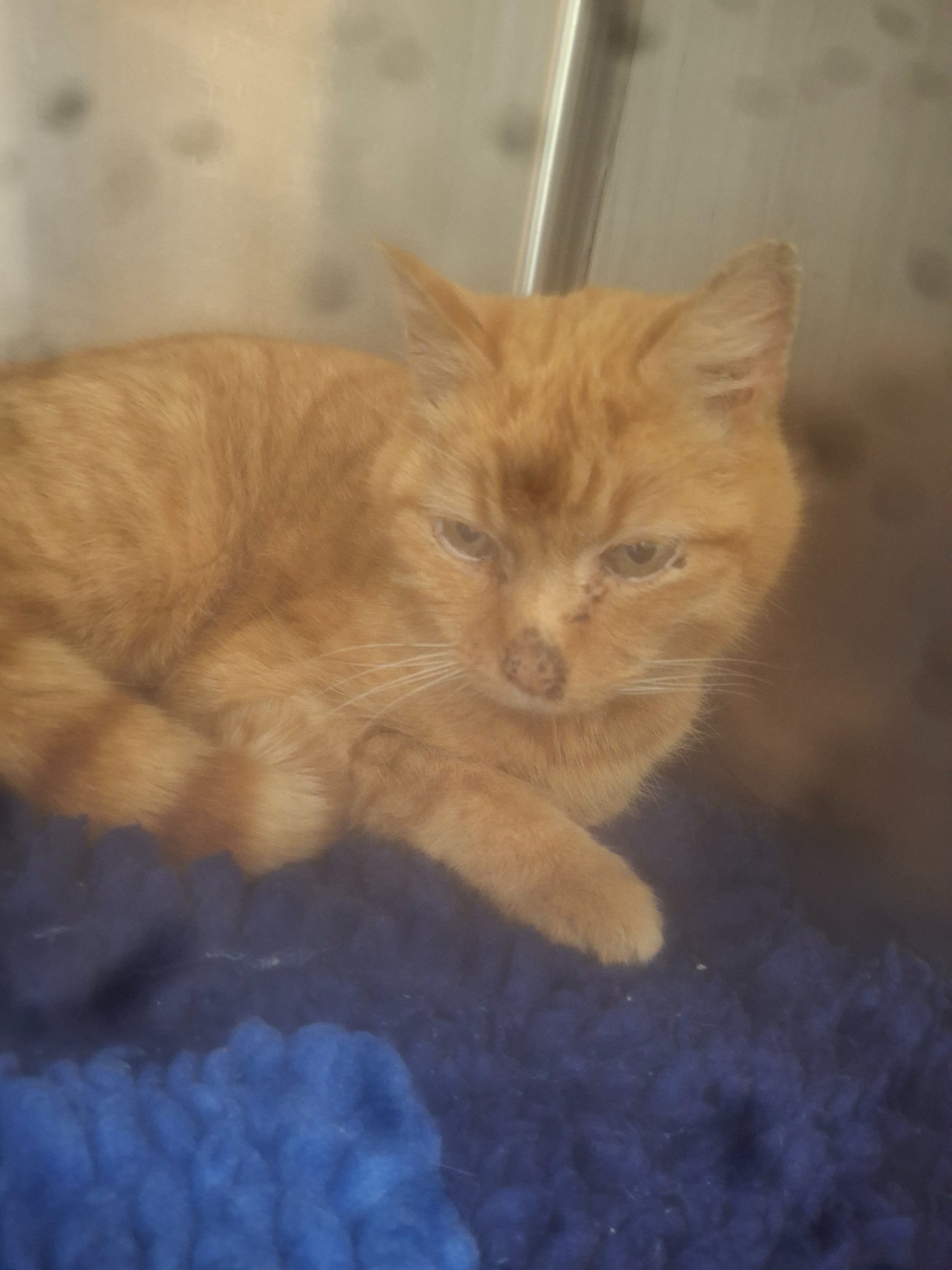 Tigger needs our help. campaign photo, 7 of 8