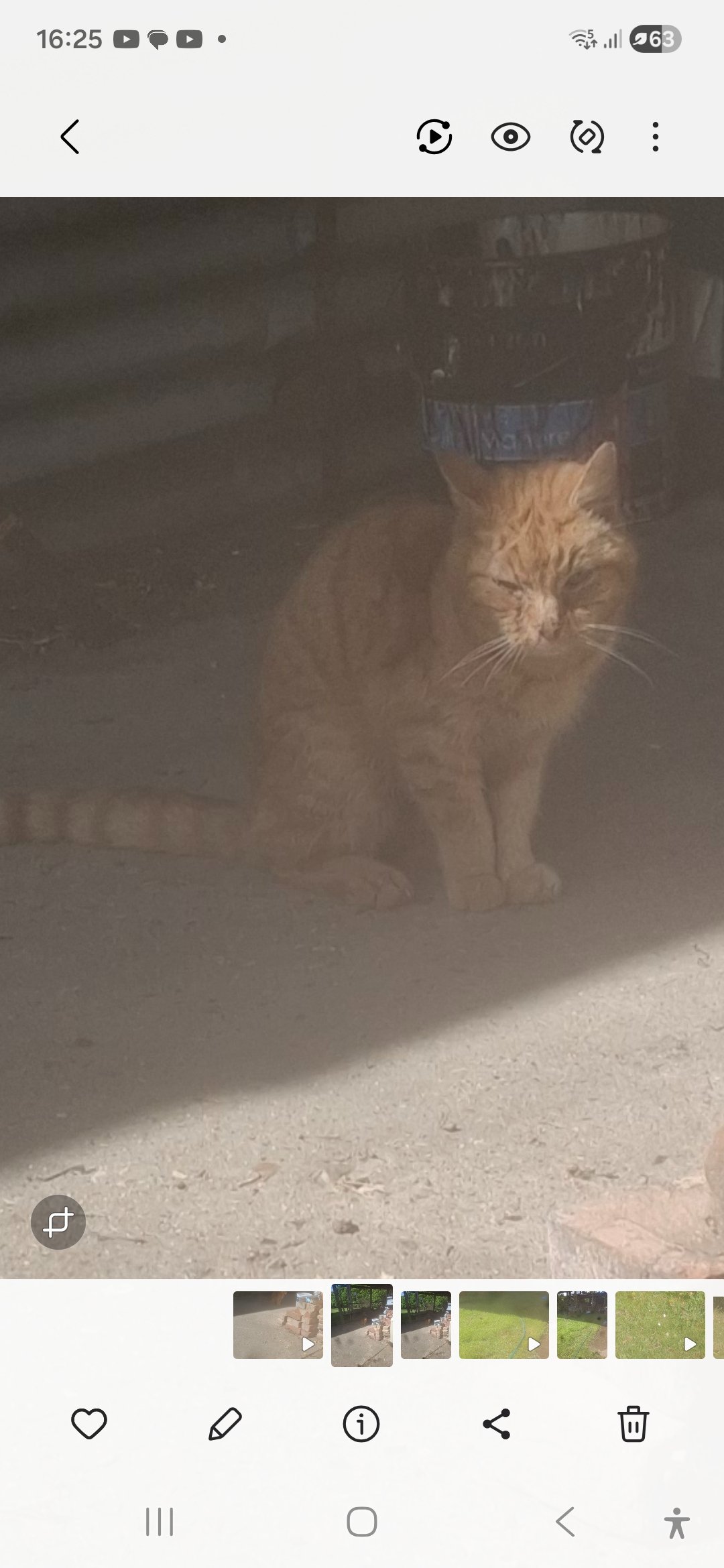 Tigger needs our help. campaign photo, 2 of 8