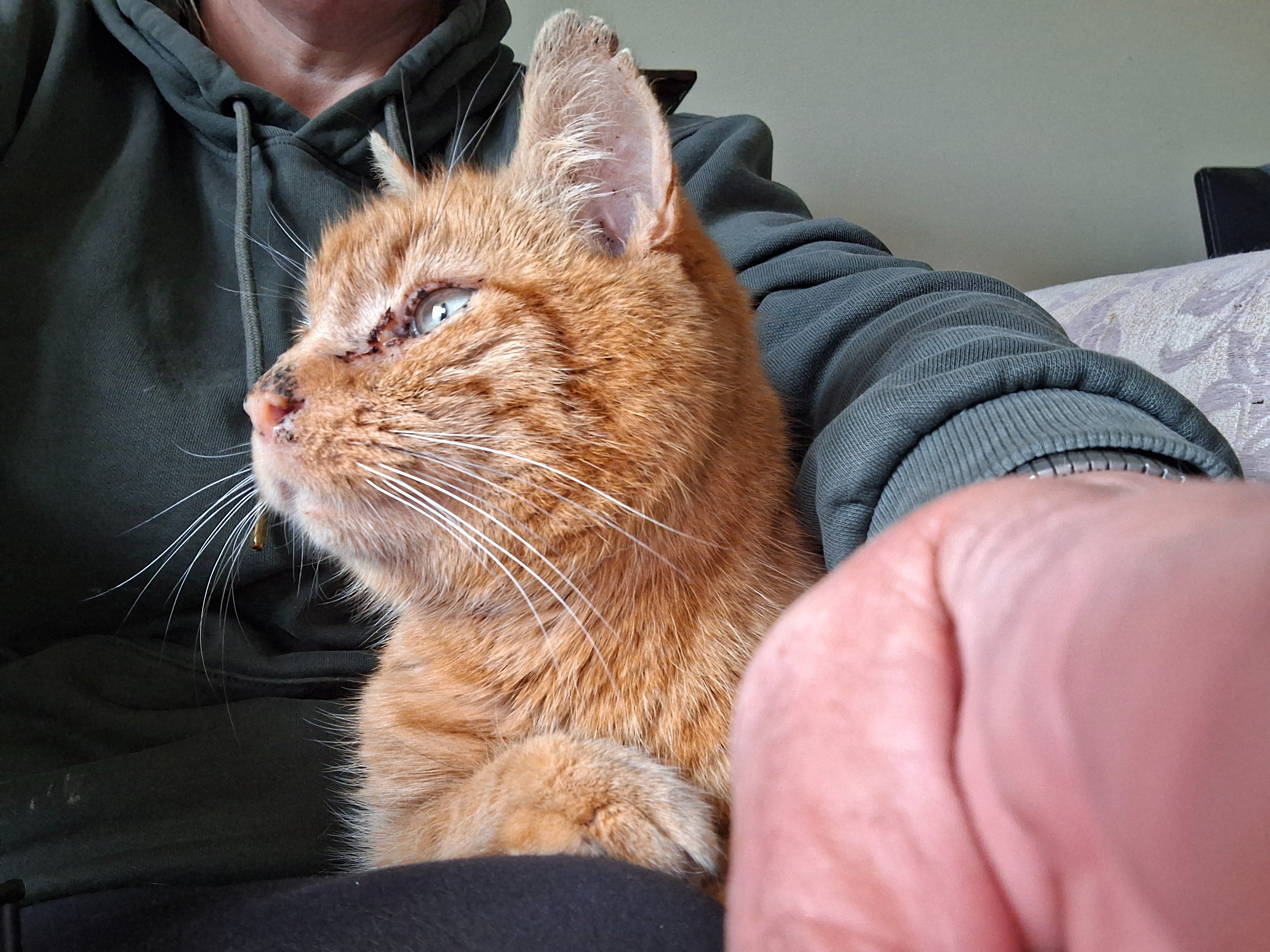 Tigger needs our help. campaign photo, 4 of 8
