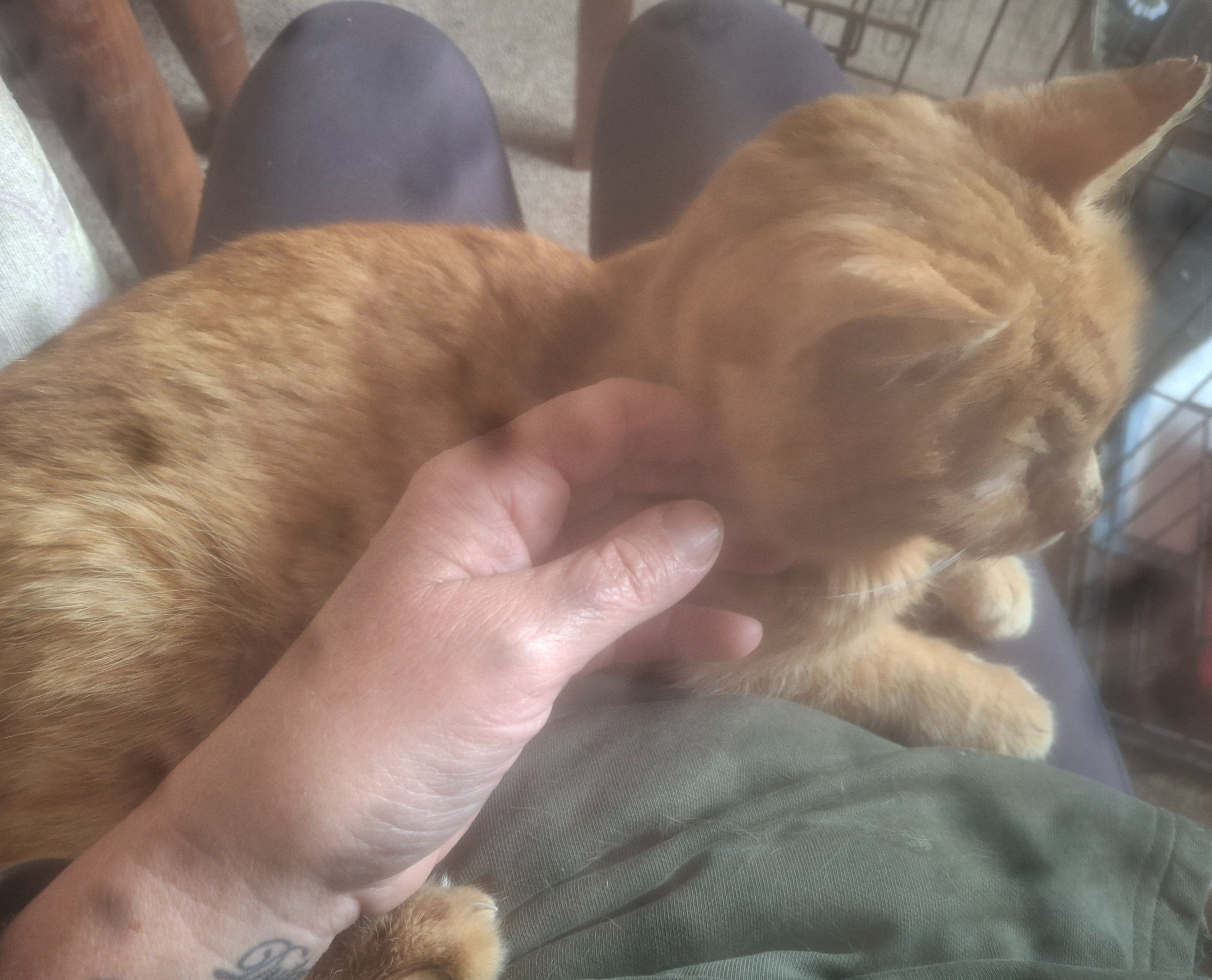 Tigger needs our help. campaign photo, 5 of 8