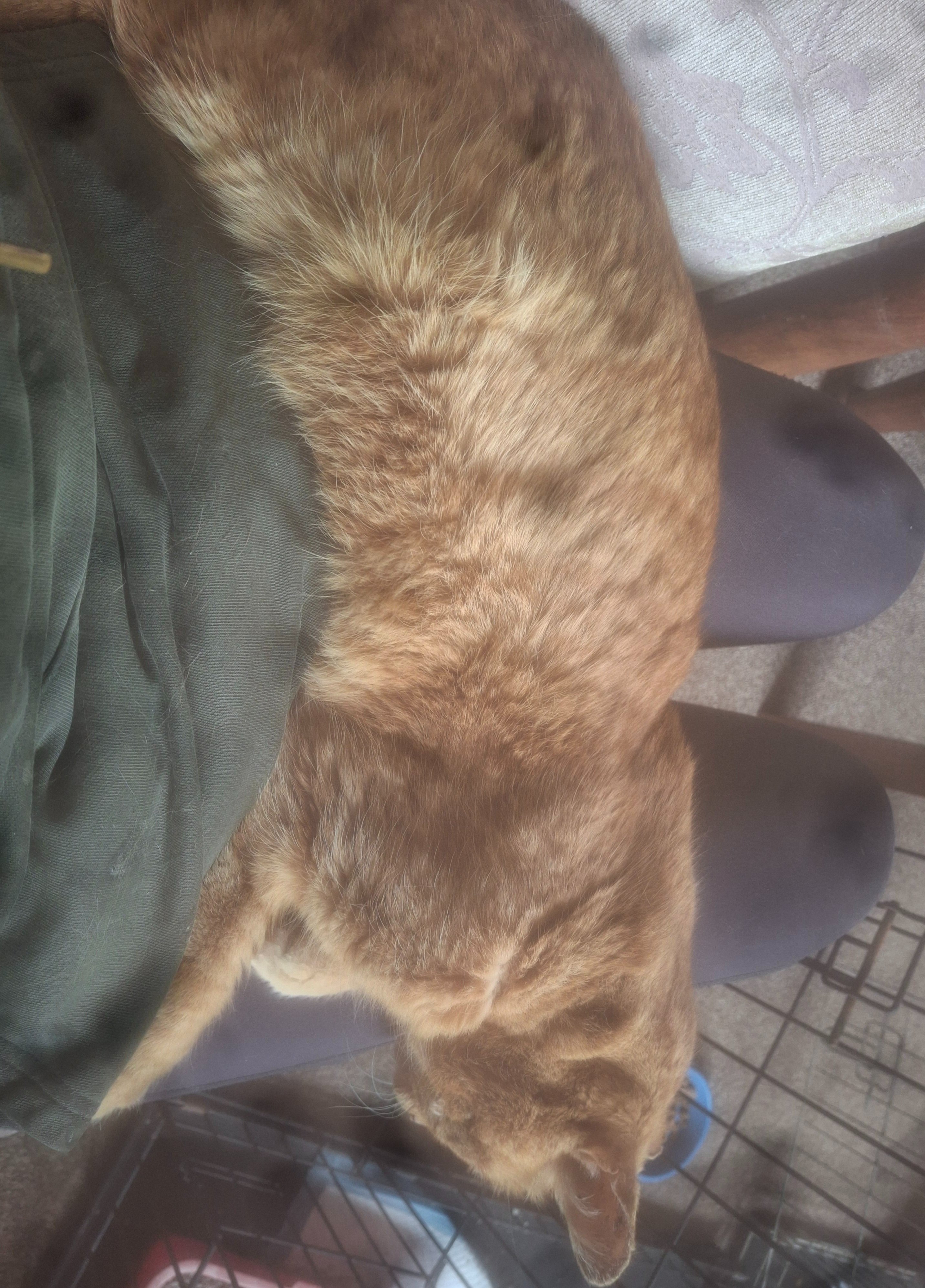Tigger needs our help. campaign photo, 6 of 8