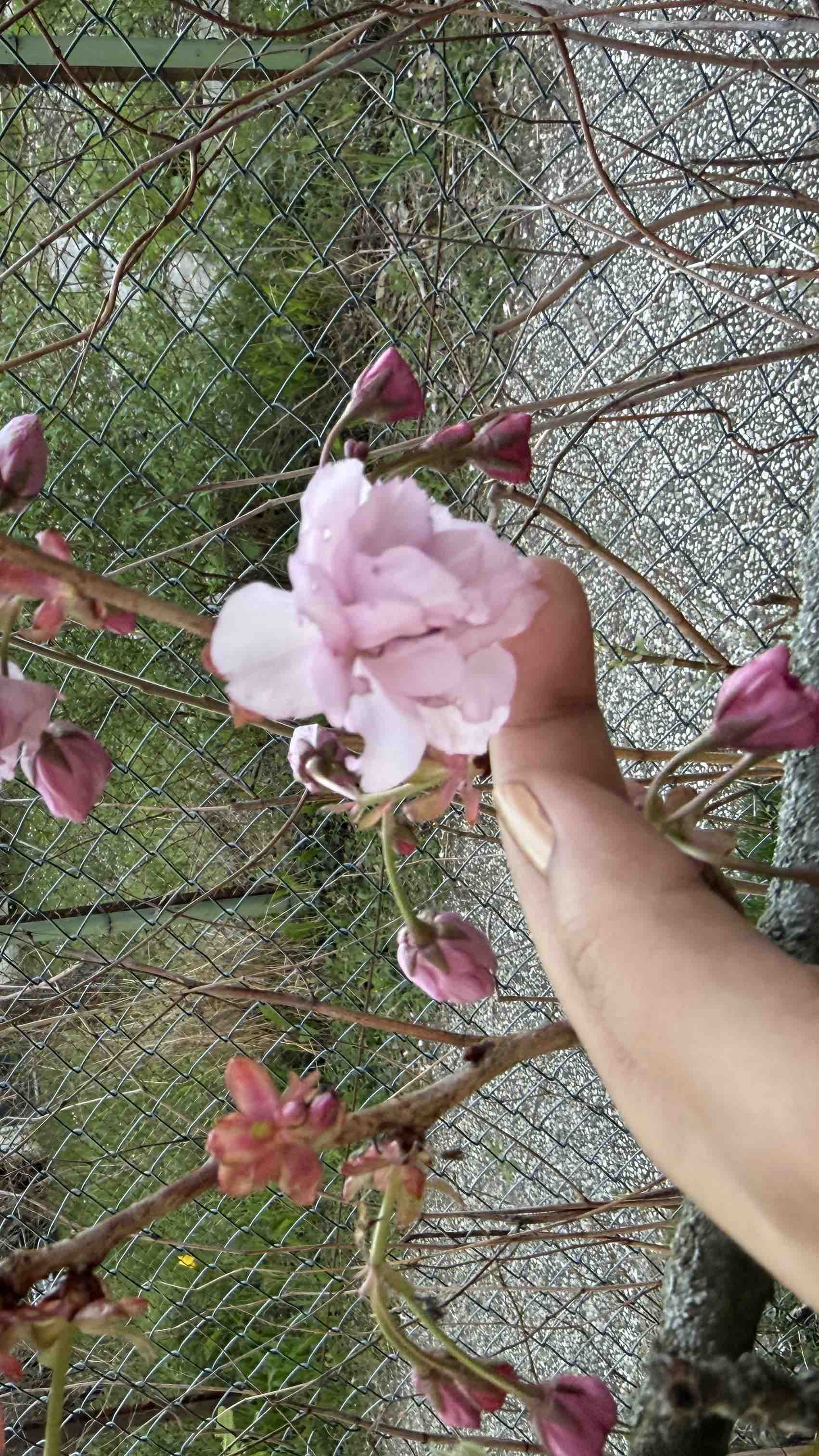 Help Me Recover photo