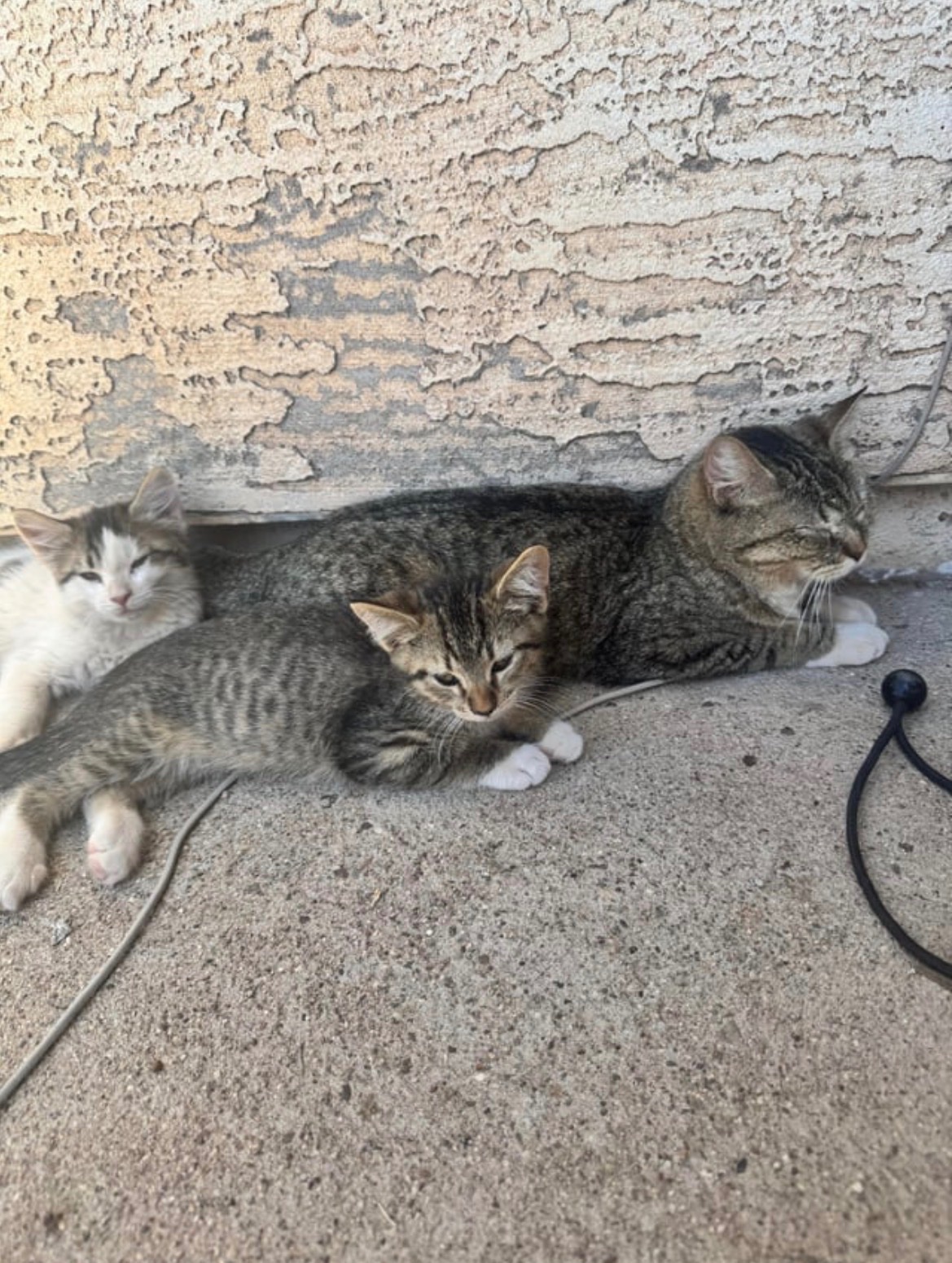 Help Arizona Stray Cats & Kittens Get Care campaign photo, 7 of 8