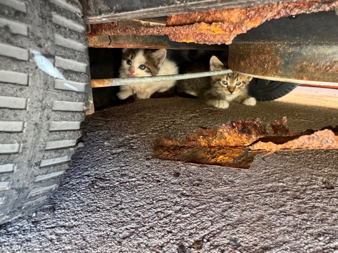 Help Arizona Stray Cats & Kittens Get Care campaign photo, 2 of 8
