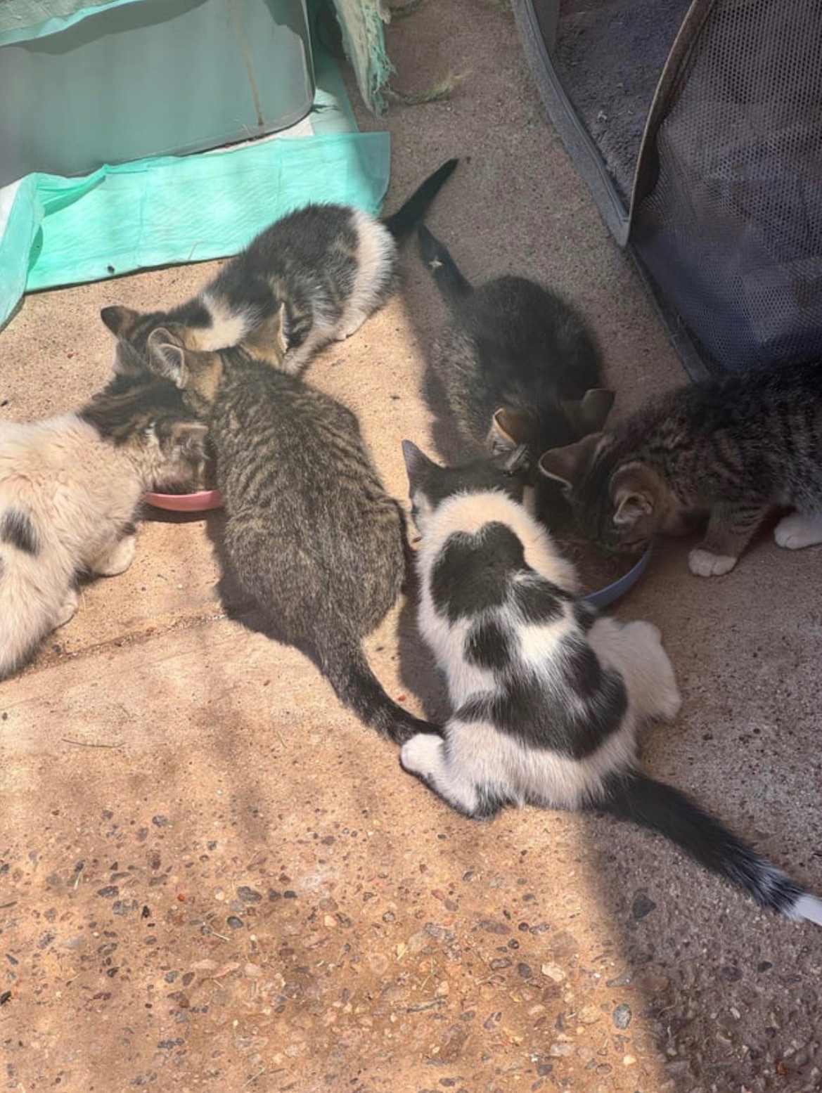 Help Arizona Stray Cats & Kittens Get Care campaign photo, 4 of 8
