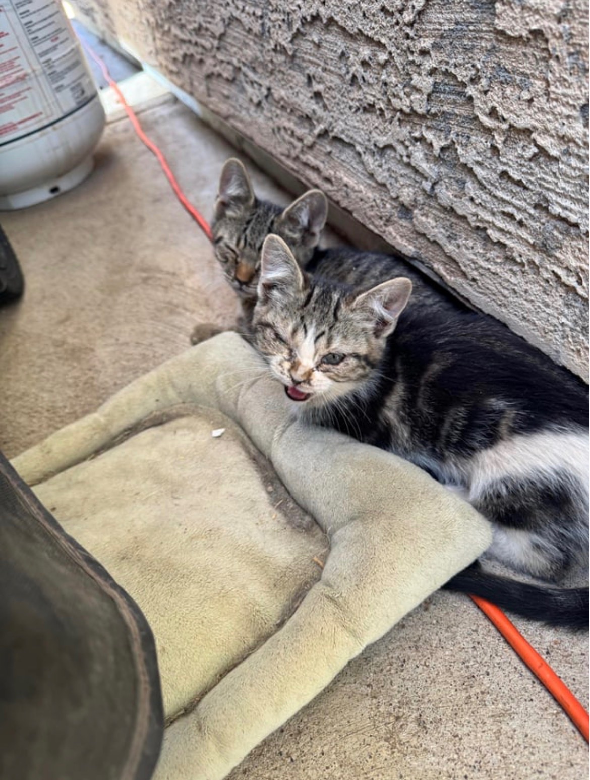 Help Arizona Stray Cats & Kittens Get Care campaign photo, 5 of 8