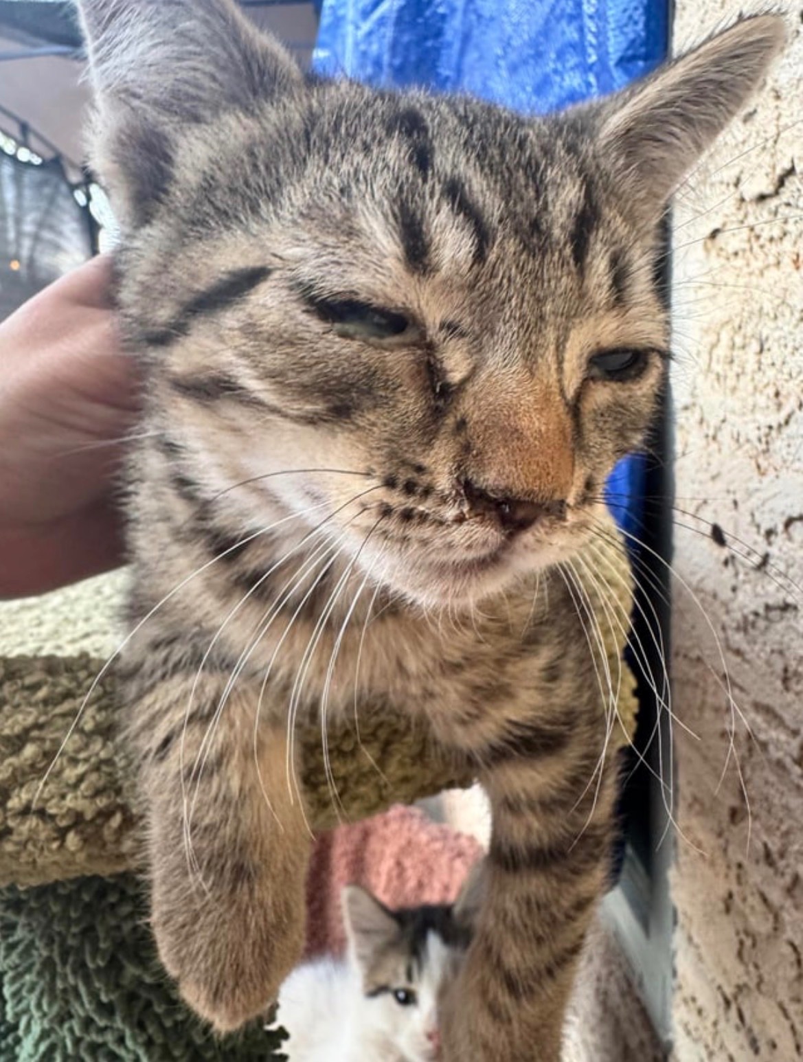 Help Arizona Stray Cats & Kittens Get Care campaign photo, 6 of 8