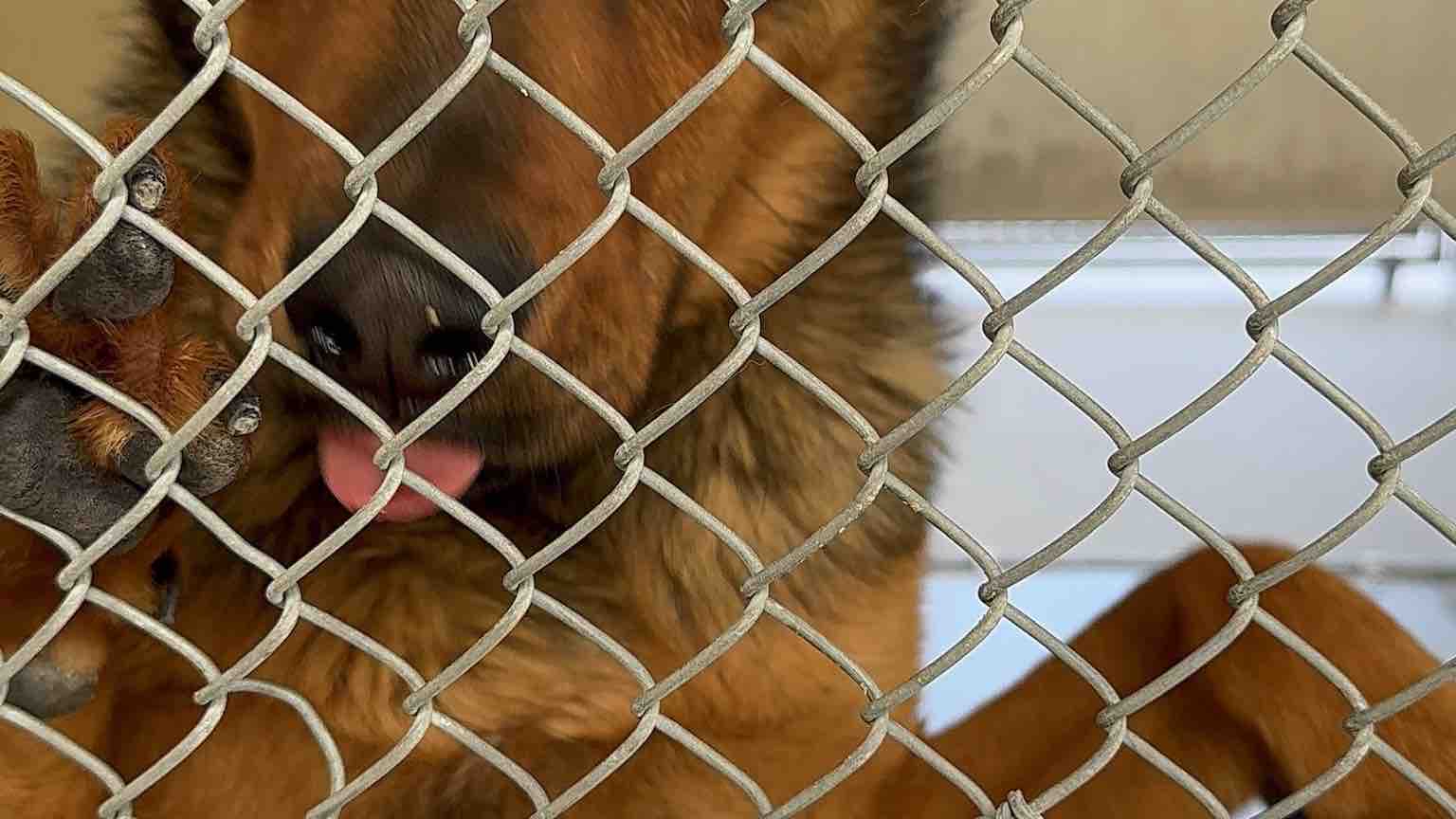 Help Save Rusty: Transport to His Forever Home photo
