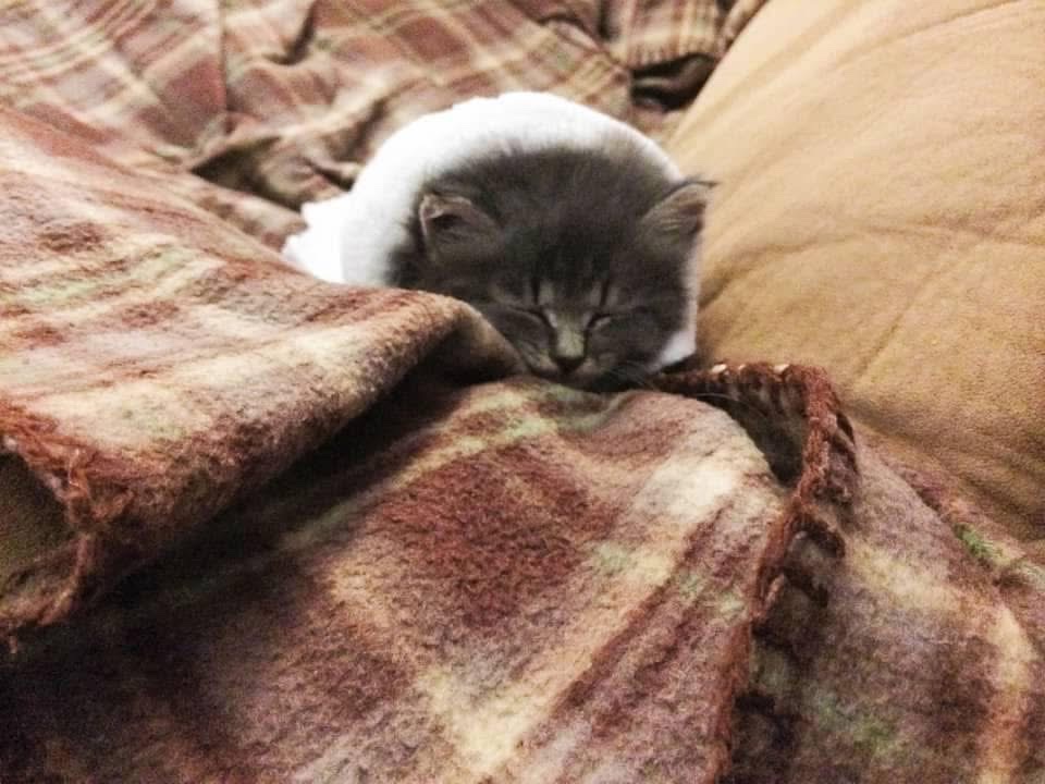 Help Squirt Cross the Rainbow Bridge at Home campaign photo, 2 of 6